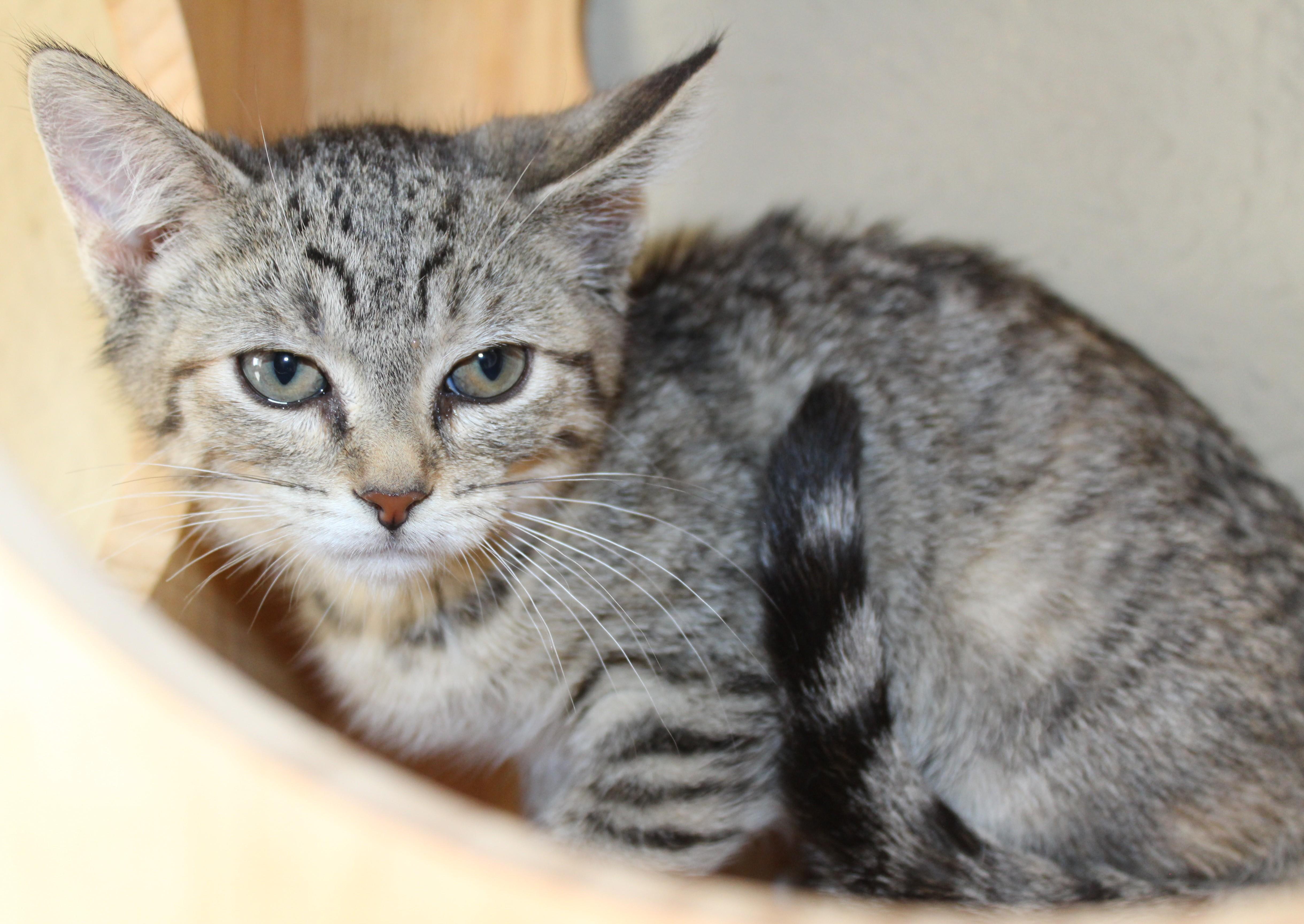 Cuddles, an adoptable Domestic Short Hair in Huron, SD, 57350 | Photo Image 4