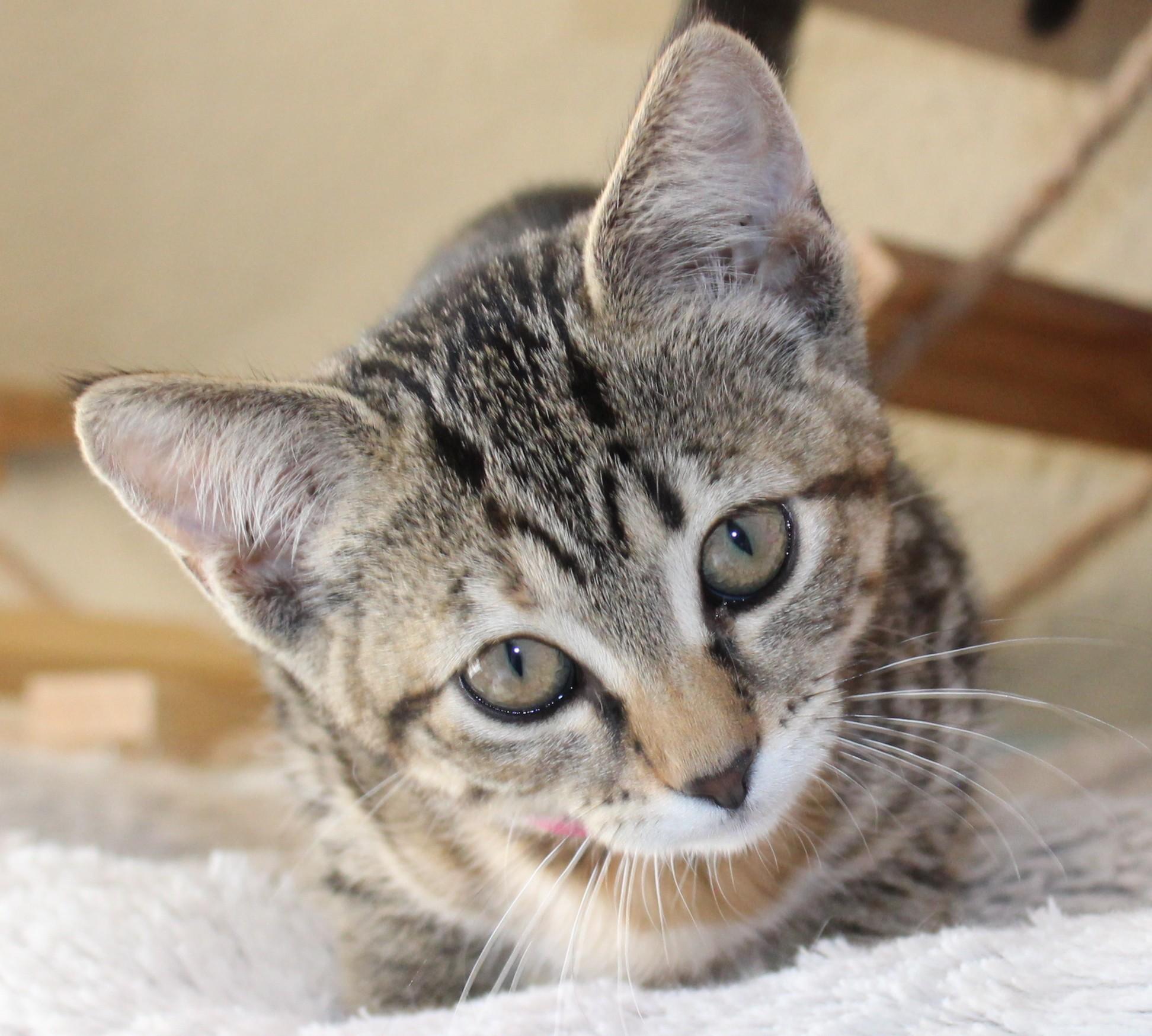 Cuddles, an adoptable Domestic Short Hair in Huron, SD, 57350 | Photo Image 2