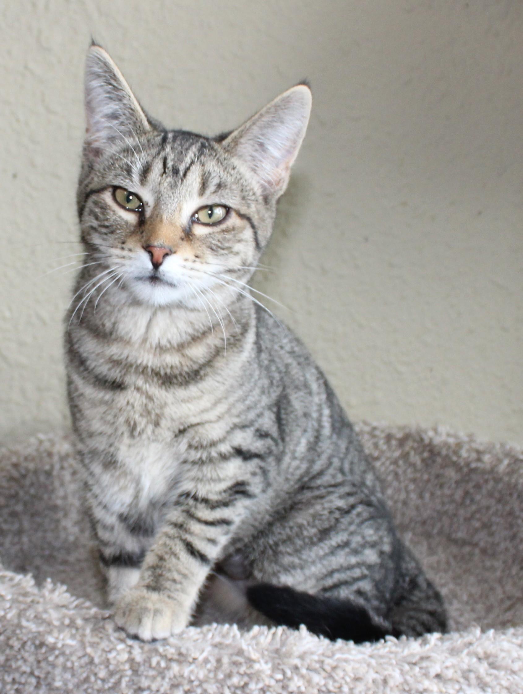 Cuddles, Adoptable, Young Female Domestic Short Hair.