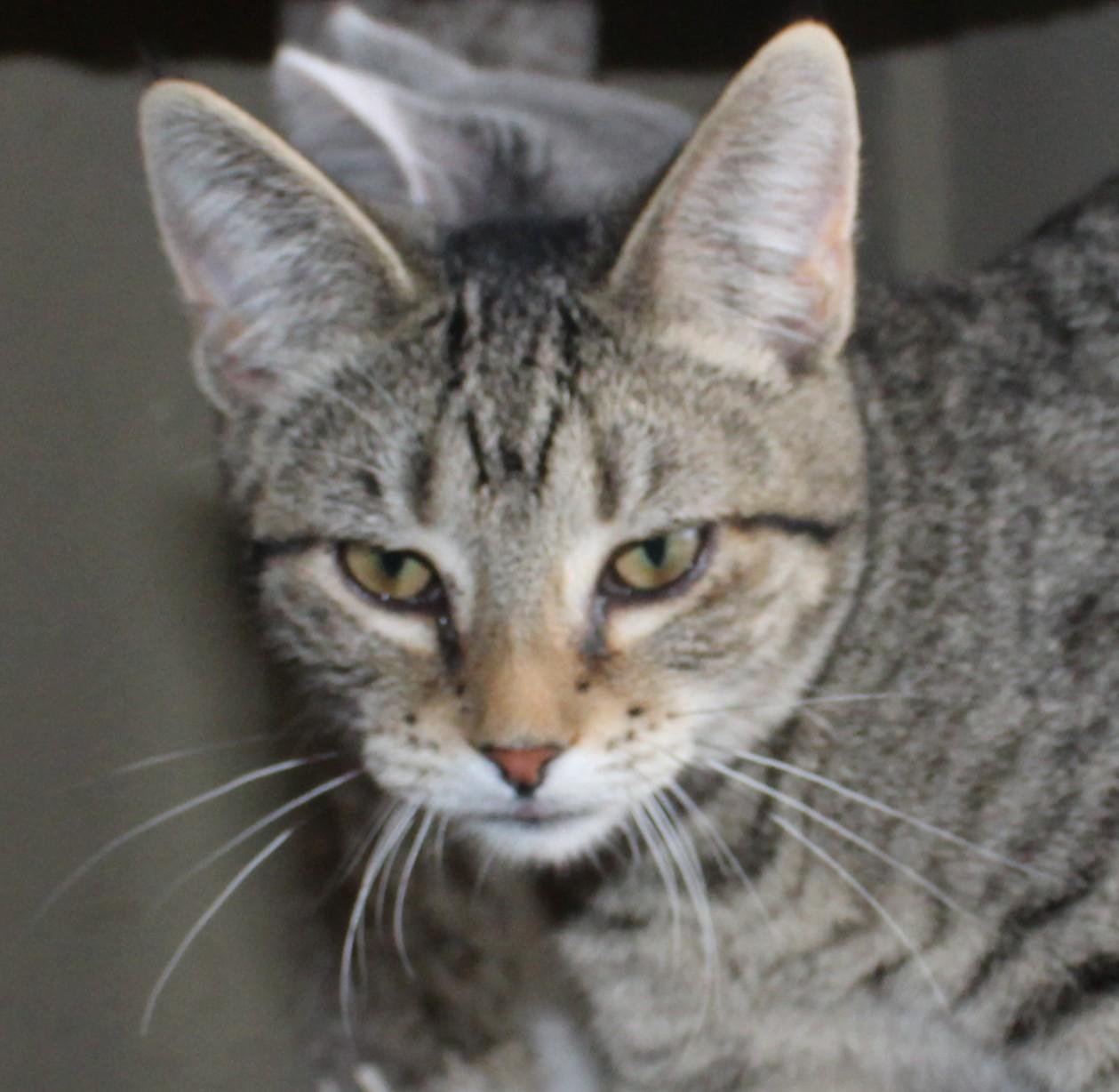 Enlarge Cuddles, a Adoptable mixed breed in Huron, SD image 3/4