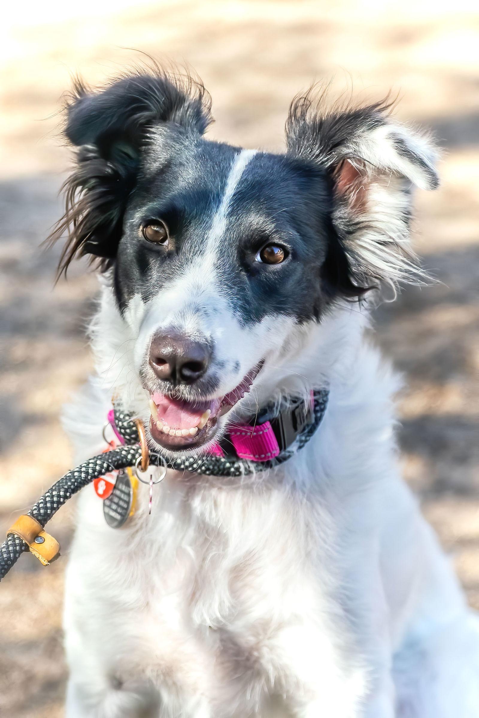 Enlarge ROSE, a Adoptable Border Collie in Scottsdale, AZ image 1/3