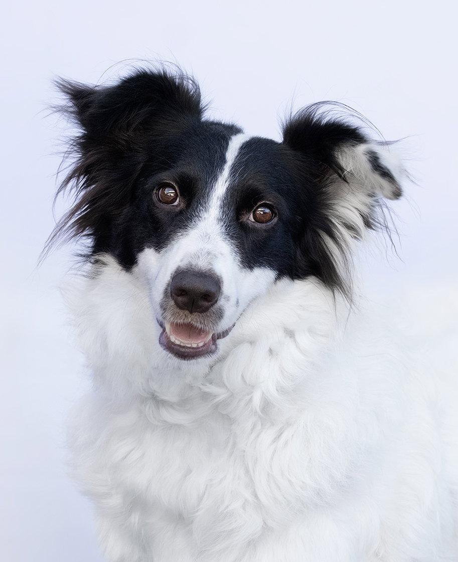 ROSE, a Adoptable Border Collie in Scottsdale, AZ image 1/3
