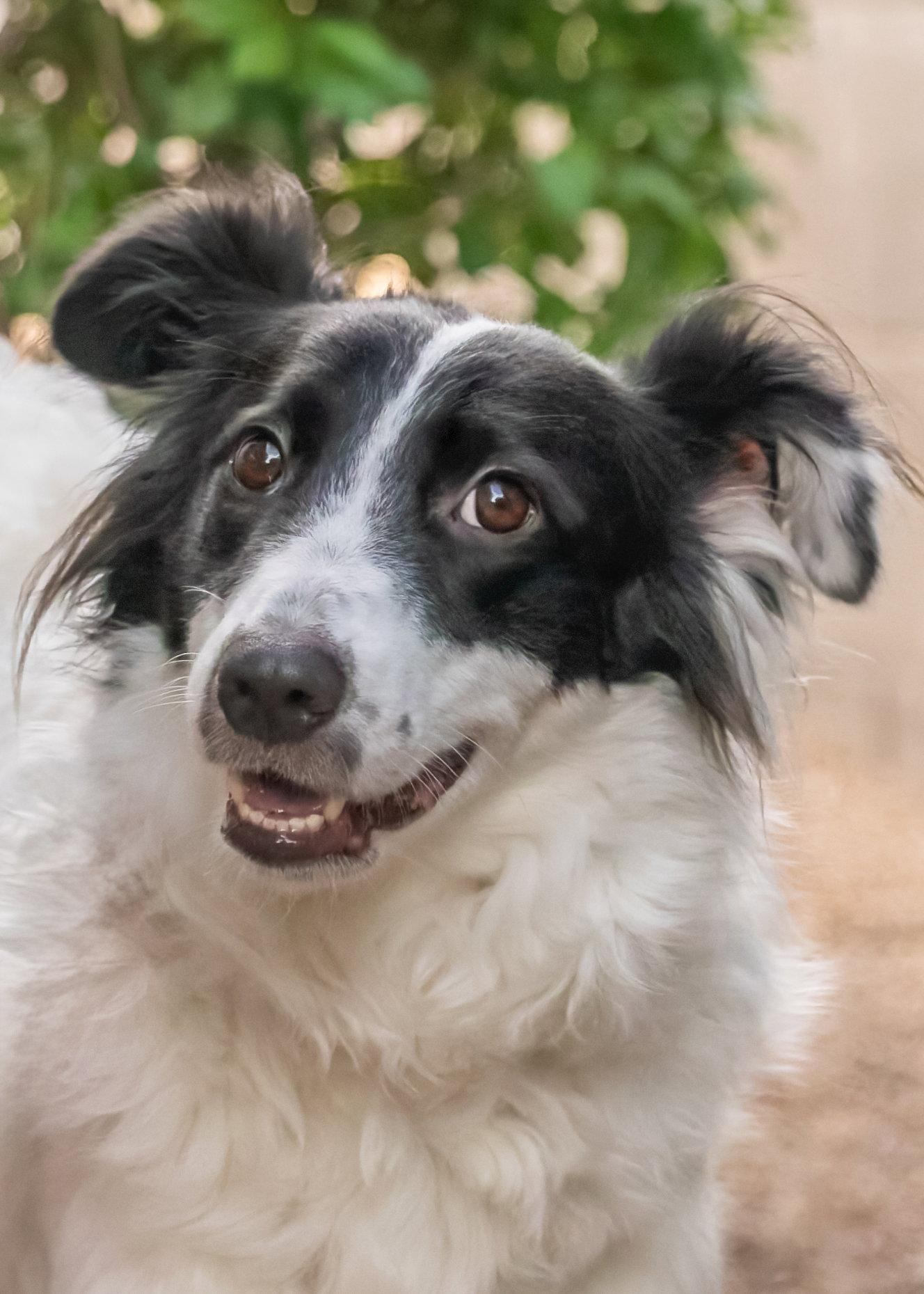 ROSE, Adoptable, Young Female Border Collie.