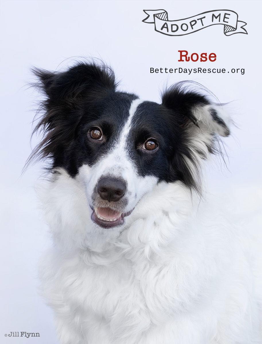 ROSE, Adoptable, Young Female Border Collie.