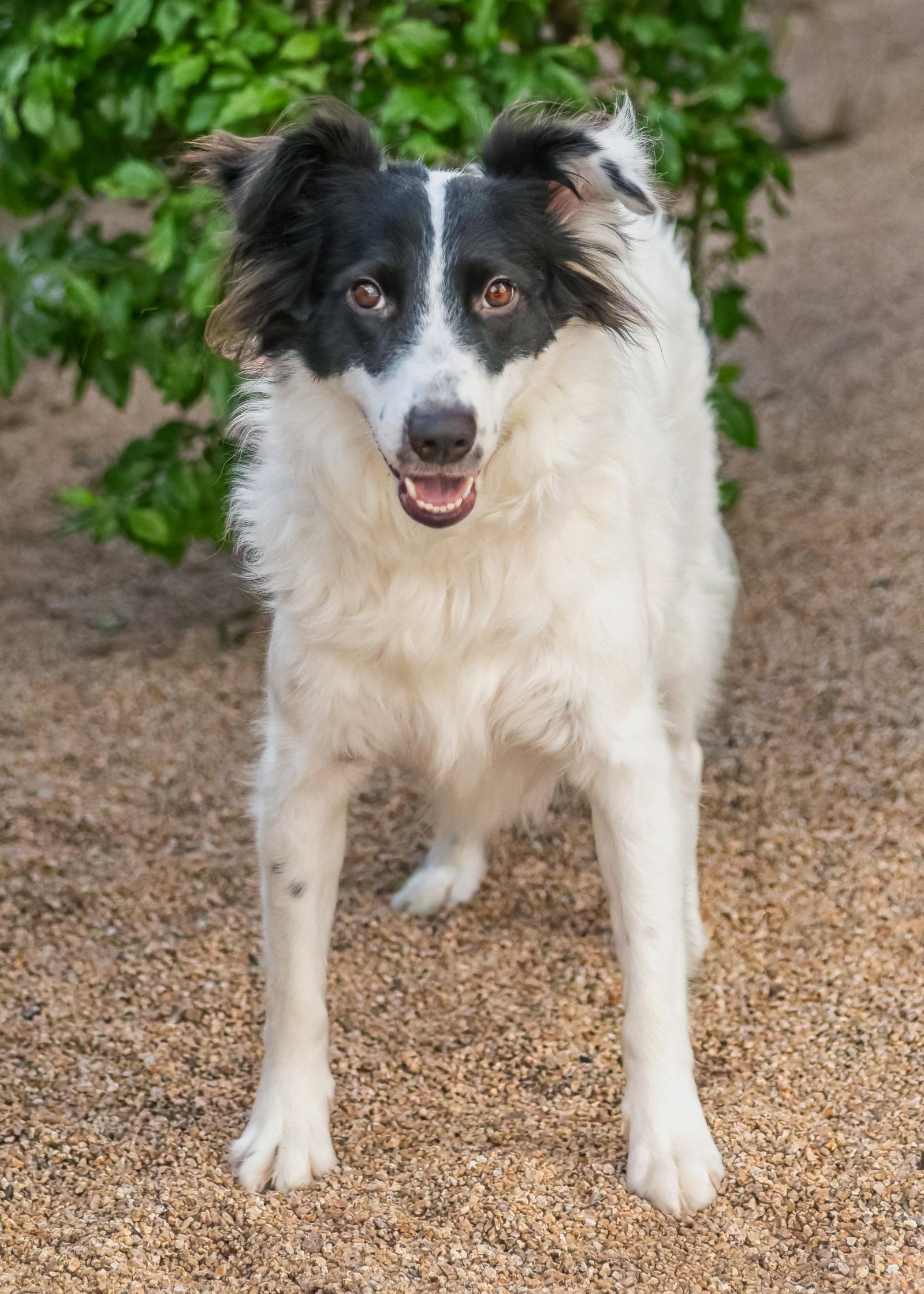 ROSE, a Adoptable Border Collie in Scottsdale, AZ image 2/3