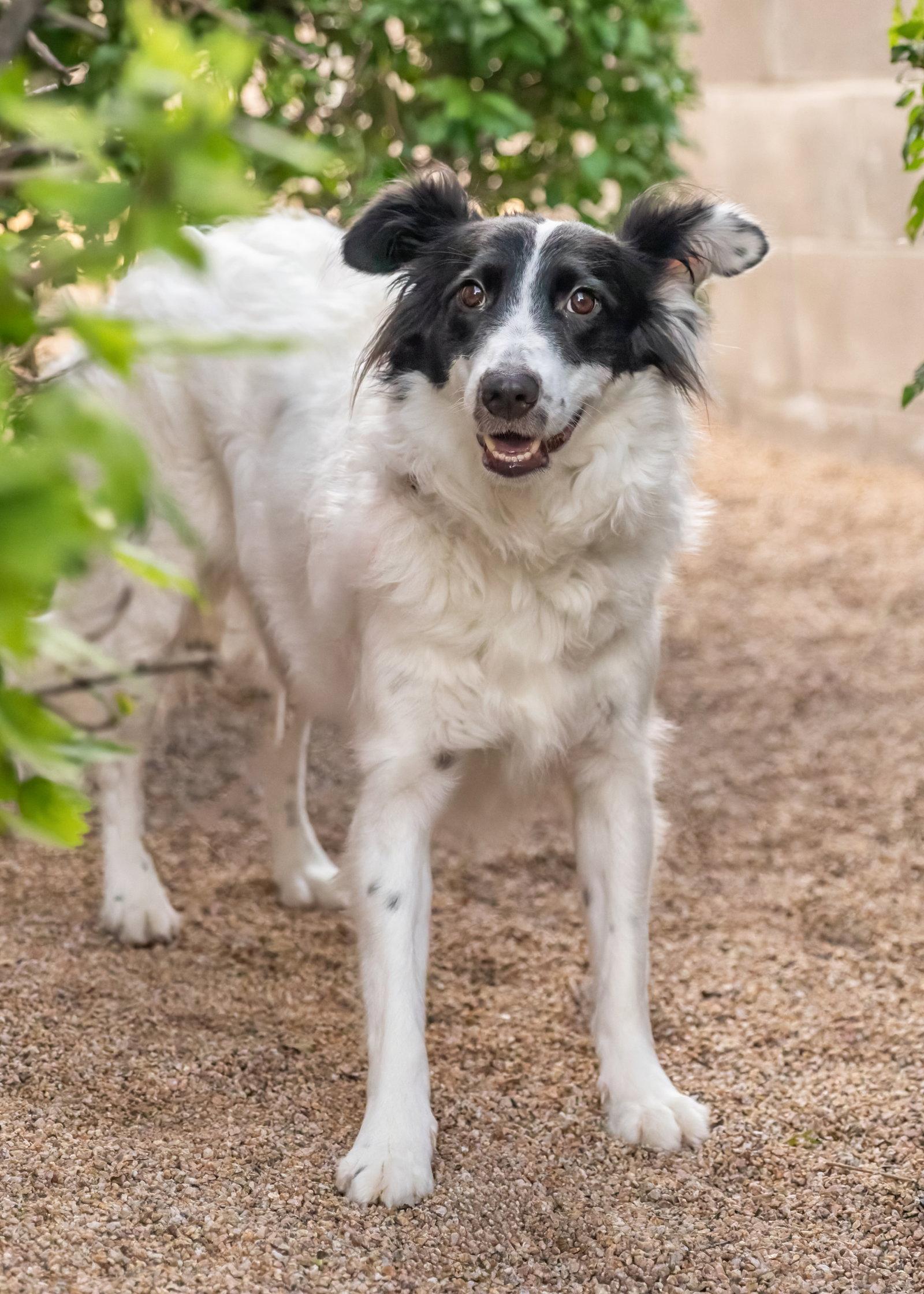 ROSE, a Adoptable Border Collie in Scottsdale, AZ image 3/3