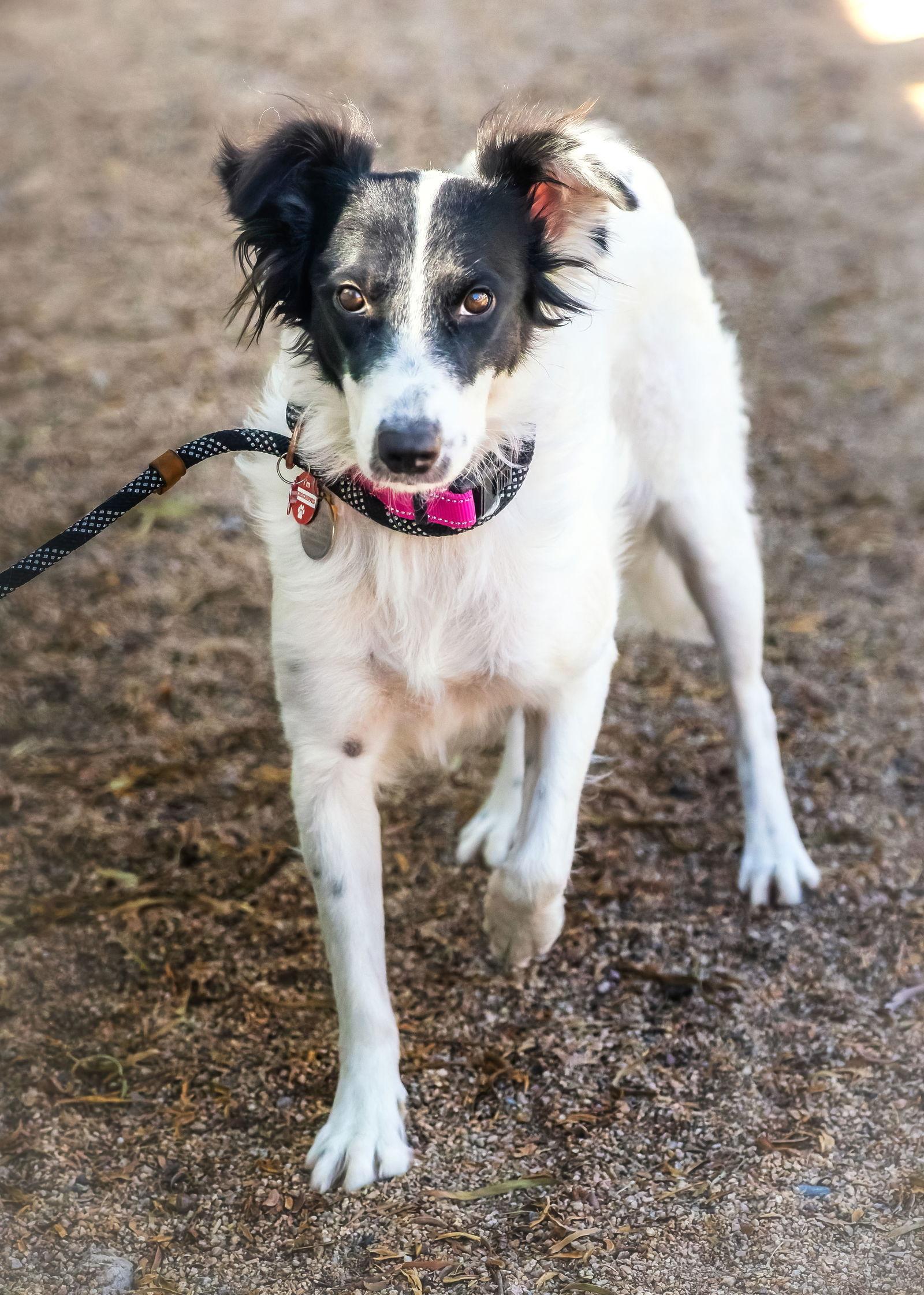 ROSE, a Adoptable Border Collie in Scottsdale, AZ image 1/3