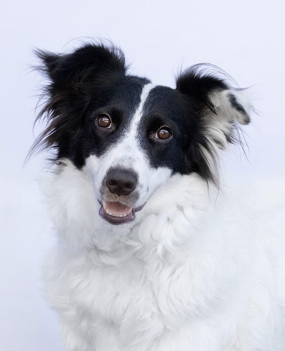 Enlarge ROSE, a Adoptable Border Collie in Scottsdale, AZ image 2/3