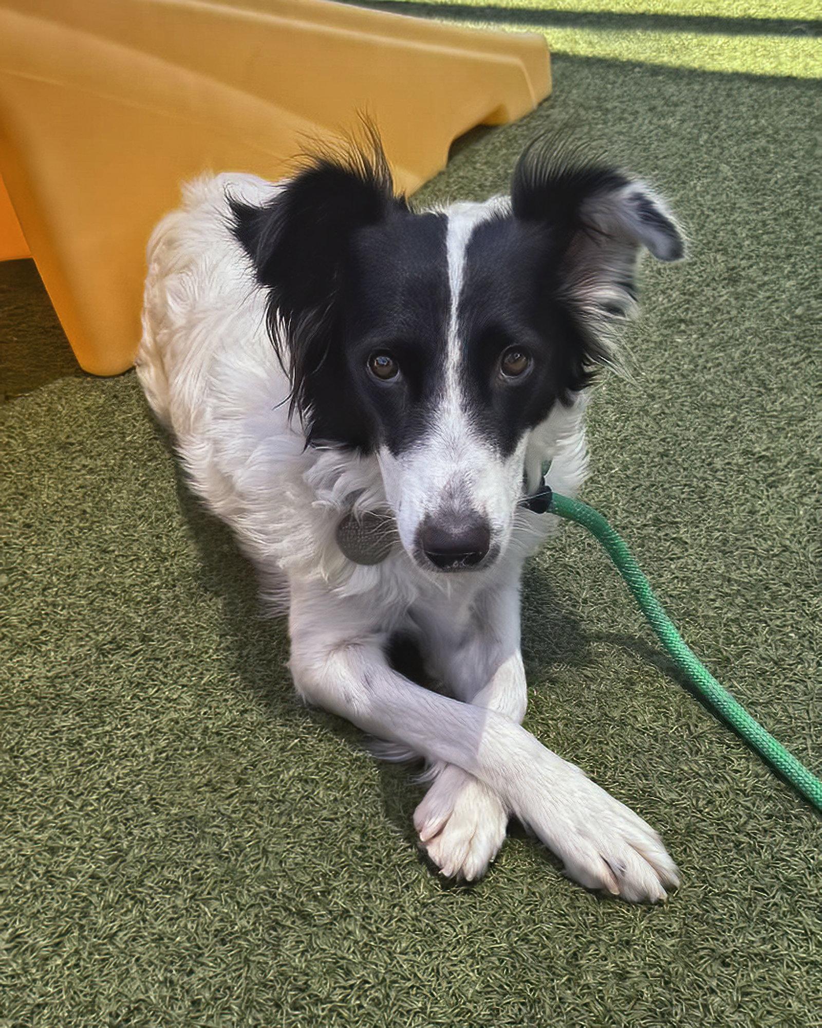 ROSE, a Adoptable Border Collie in Scottsdale, AZ image 3/3