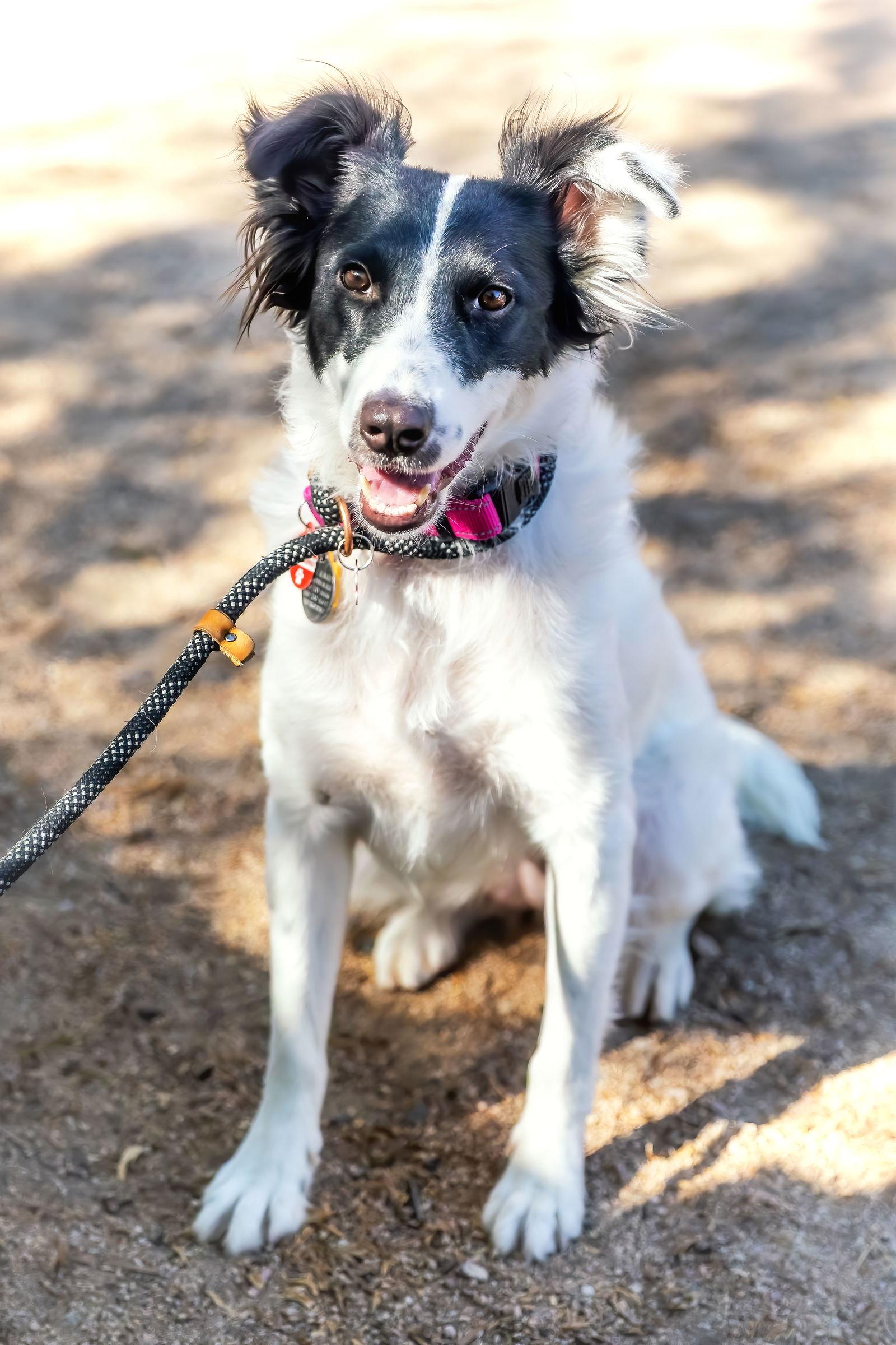 ROSE, a Adoptable Border Collie in Scottsdale, AZ image 3/3