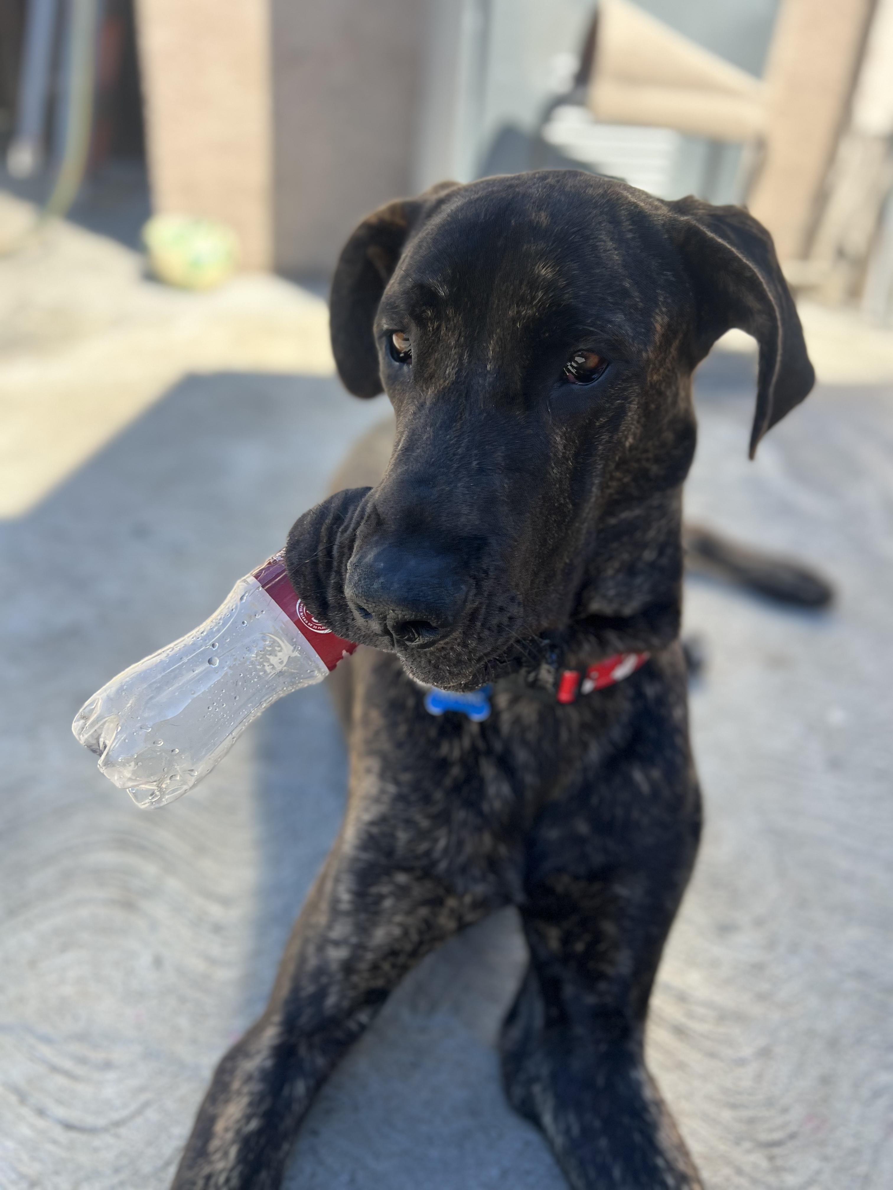Capone , an adopted Great Dane in Long Beach, CA image 1/6