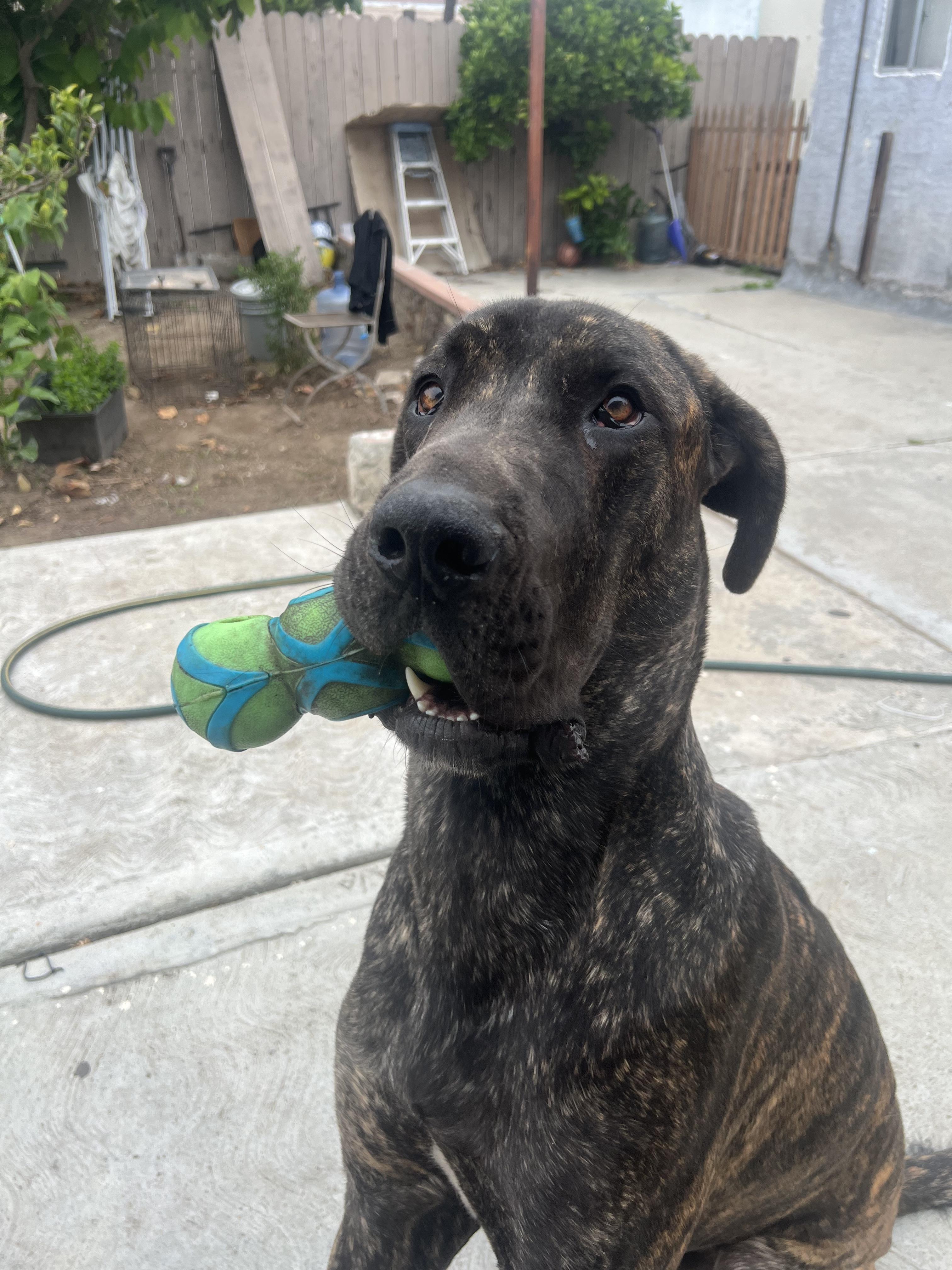 Capone , an adopted Great Dane in Long Beach, CA image 5/6