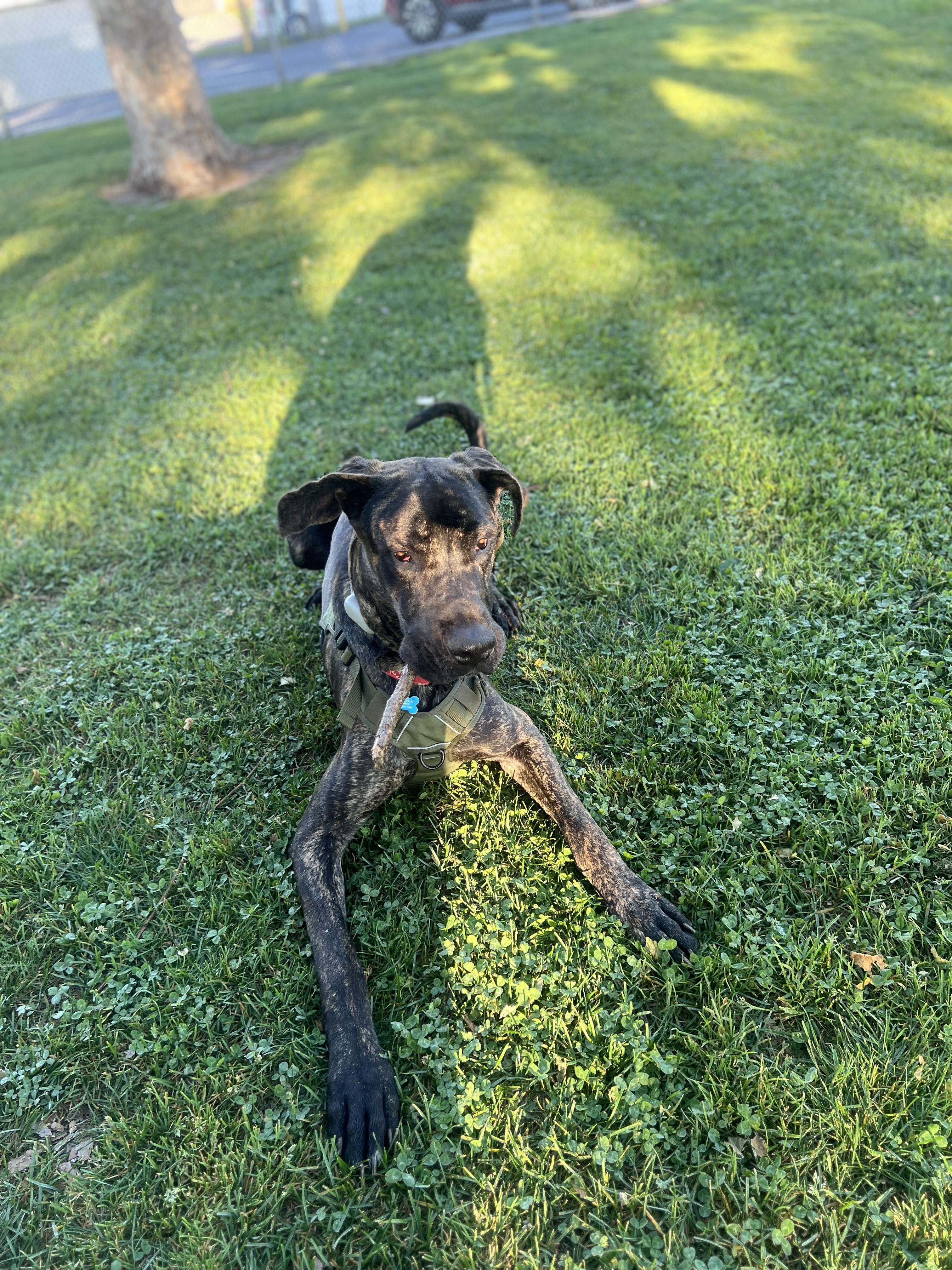 Capone , an adopted Great Dane in Long Beach, CA image 4/6
