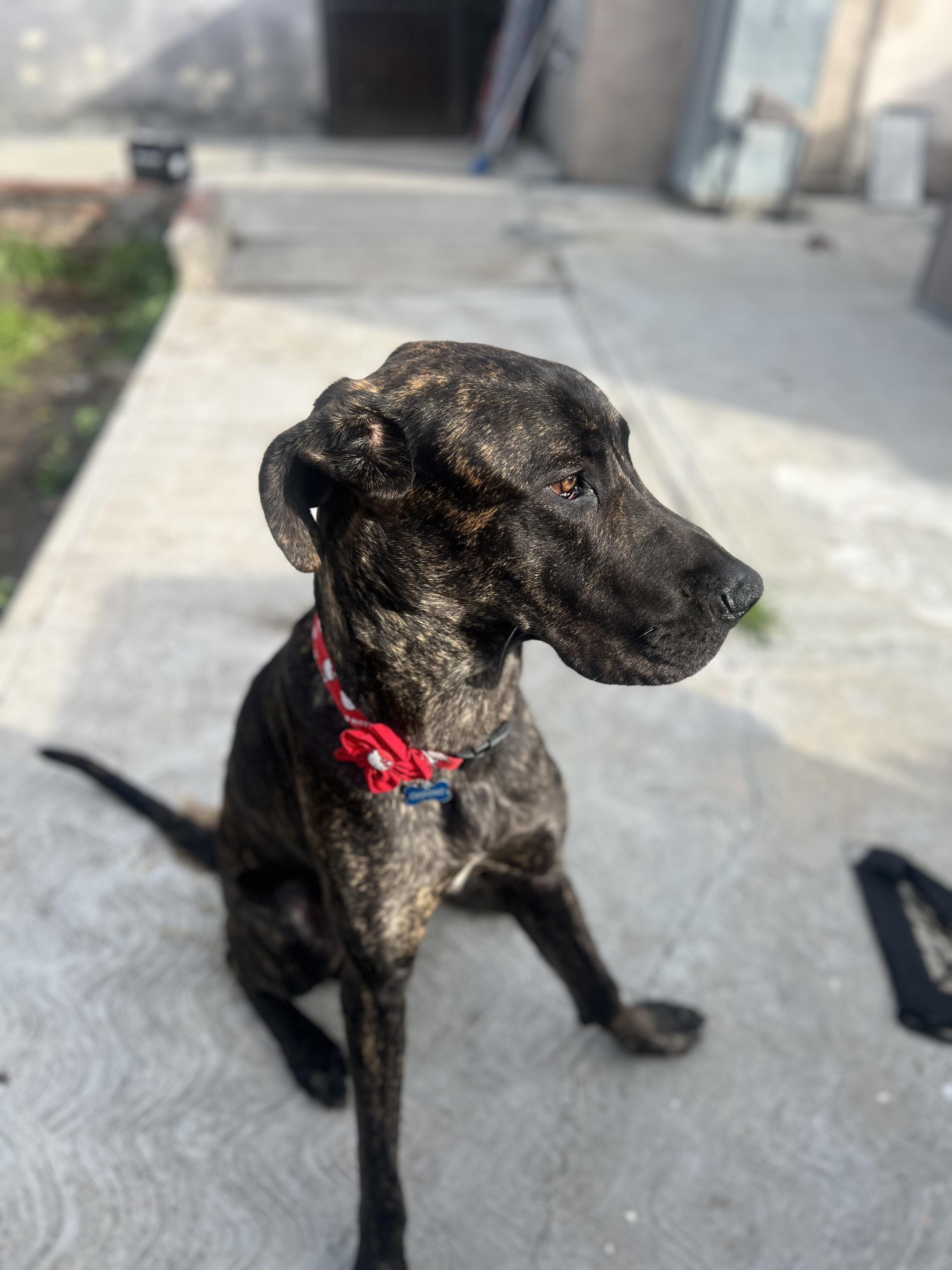 Capone , an adopted Great Dane in Long Beach, CA image 3/6