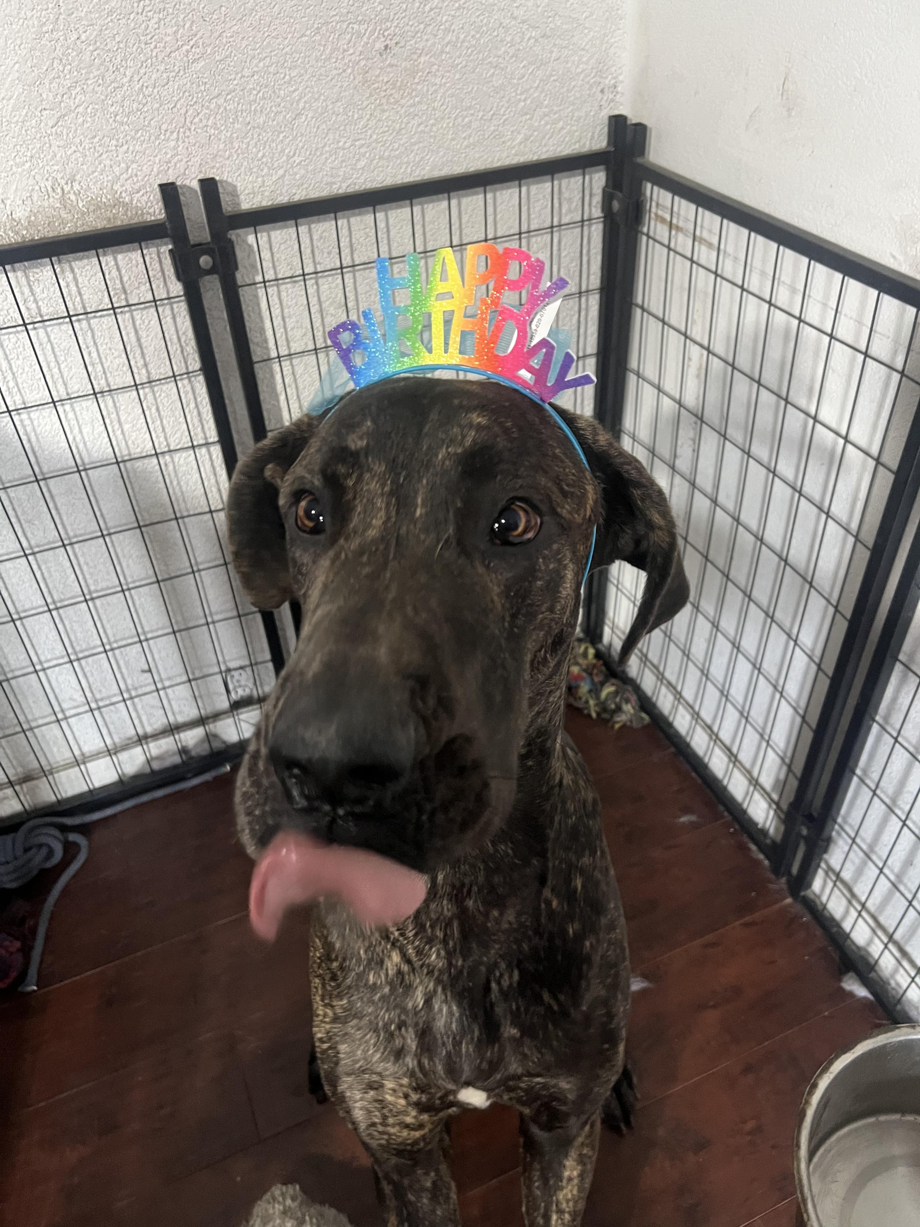 Capone , an adopted Great Dane in Long Beach, CA image 2/6