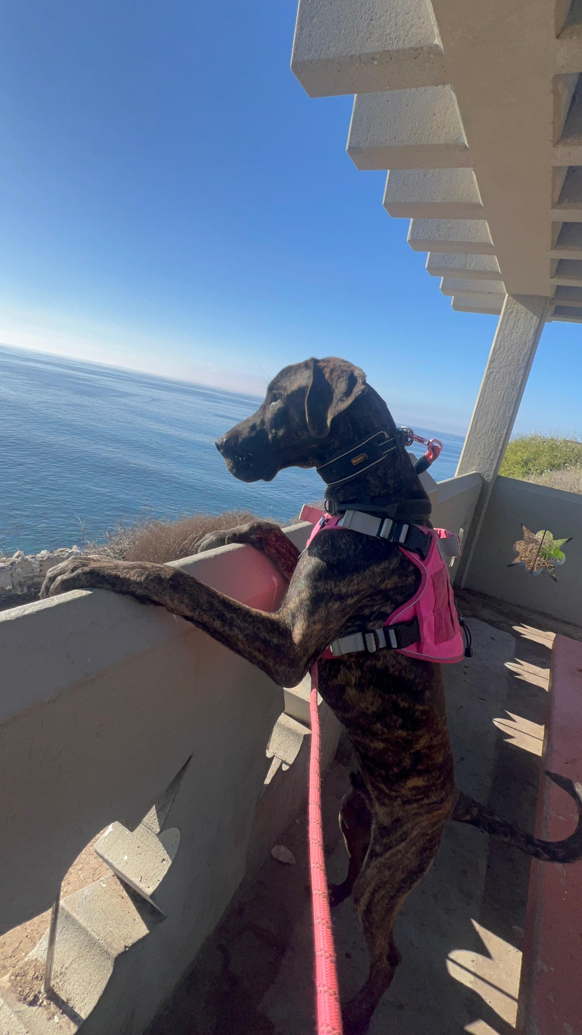 Capone , an adopted Great Dane in Long Beach, CA image 6/6