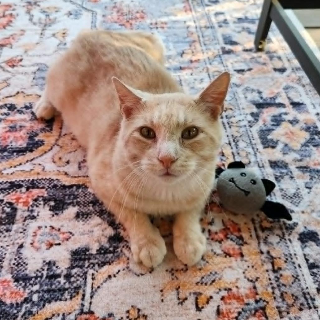 Sammy, Adoptable, Adult Male Domestic Short Hair.