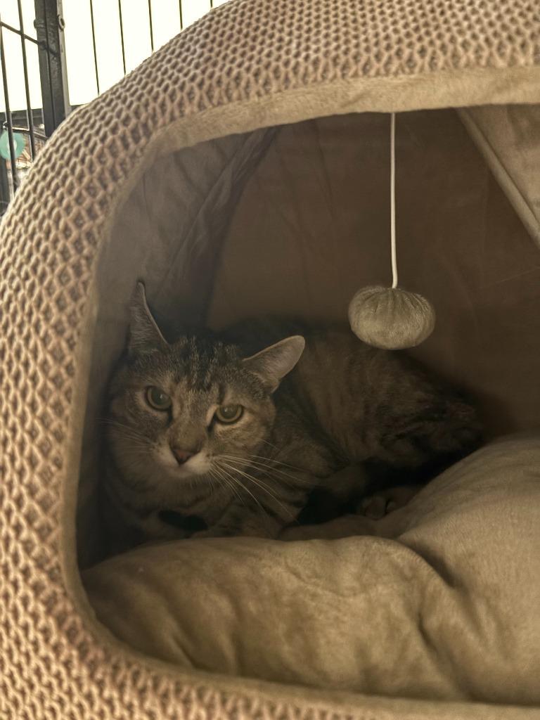 Chloe, Adoptable, Young Female Domestic Short Hair.