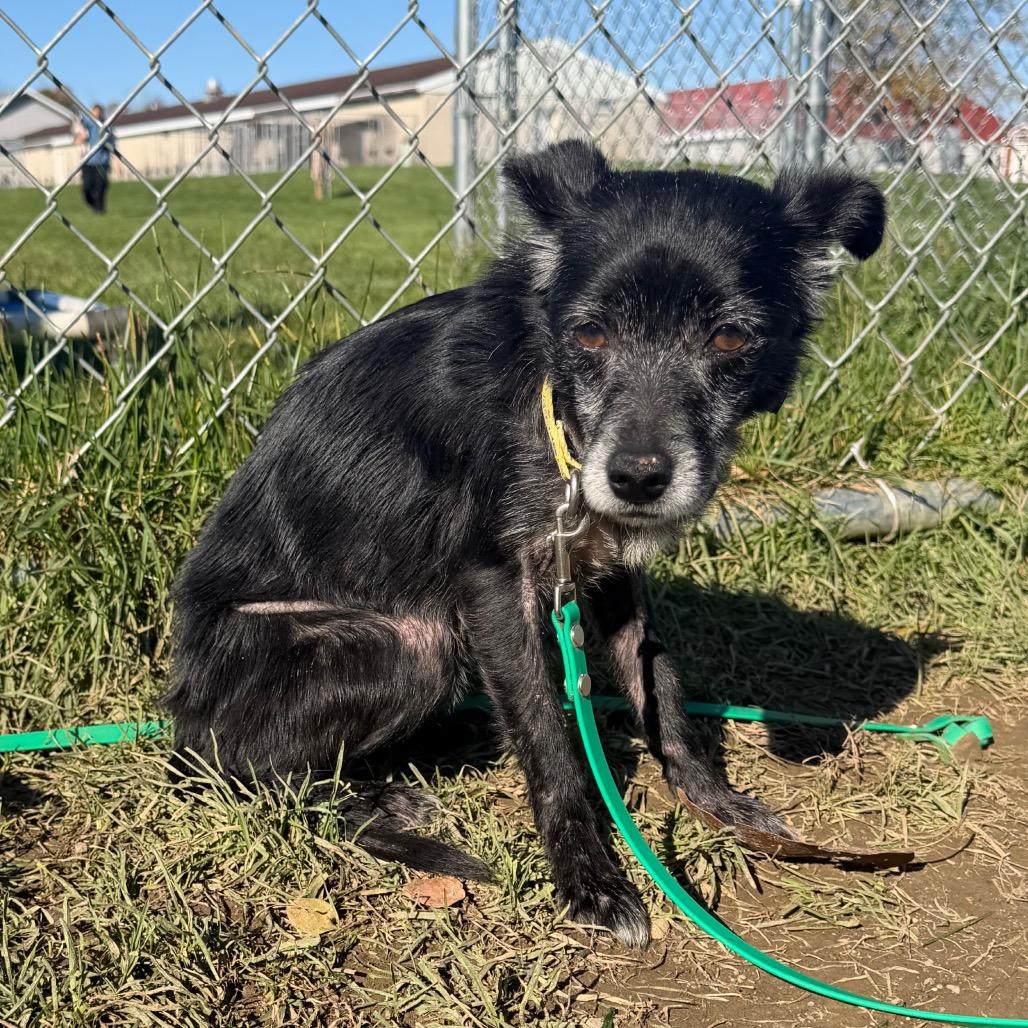 Enlarge Isabella, a Adoptable mixed breed in East Smithfield , PA image 1/5