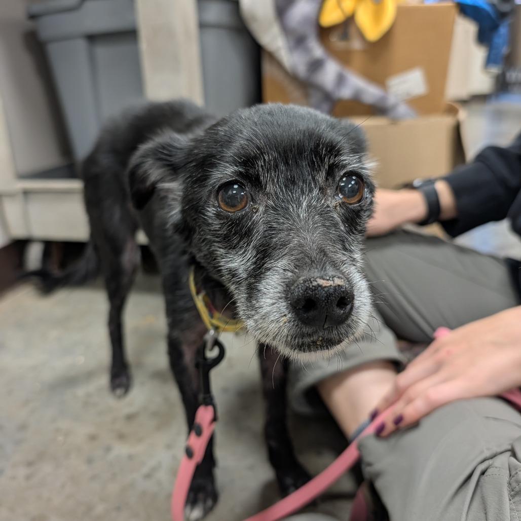 Enlarge Isabella, a Adoptable mixed breed in East Smithfield , PA image 4/5
