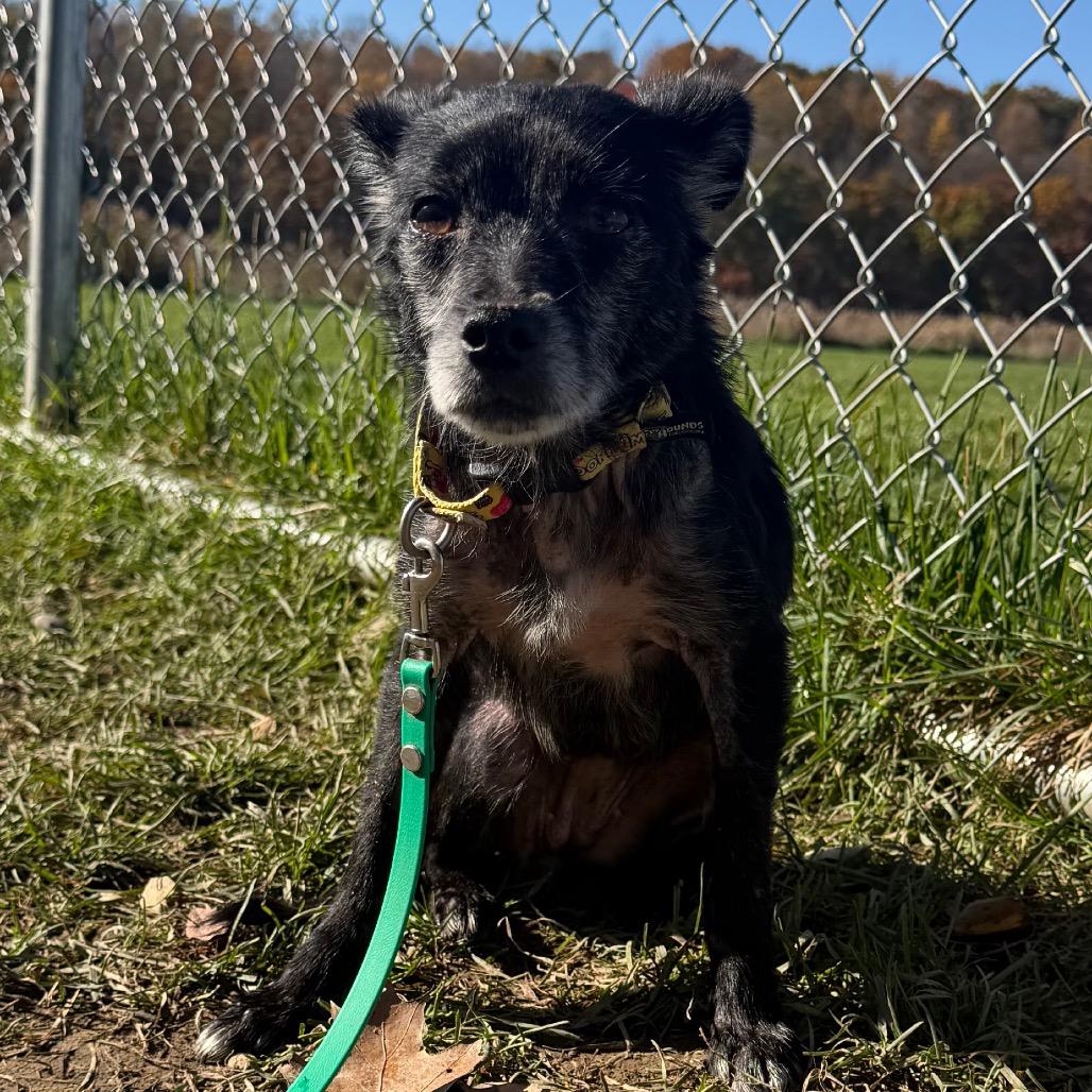 Enlarge Isabella, a Adoptable mixed breed in East Smithfield , PA image 5/5