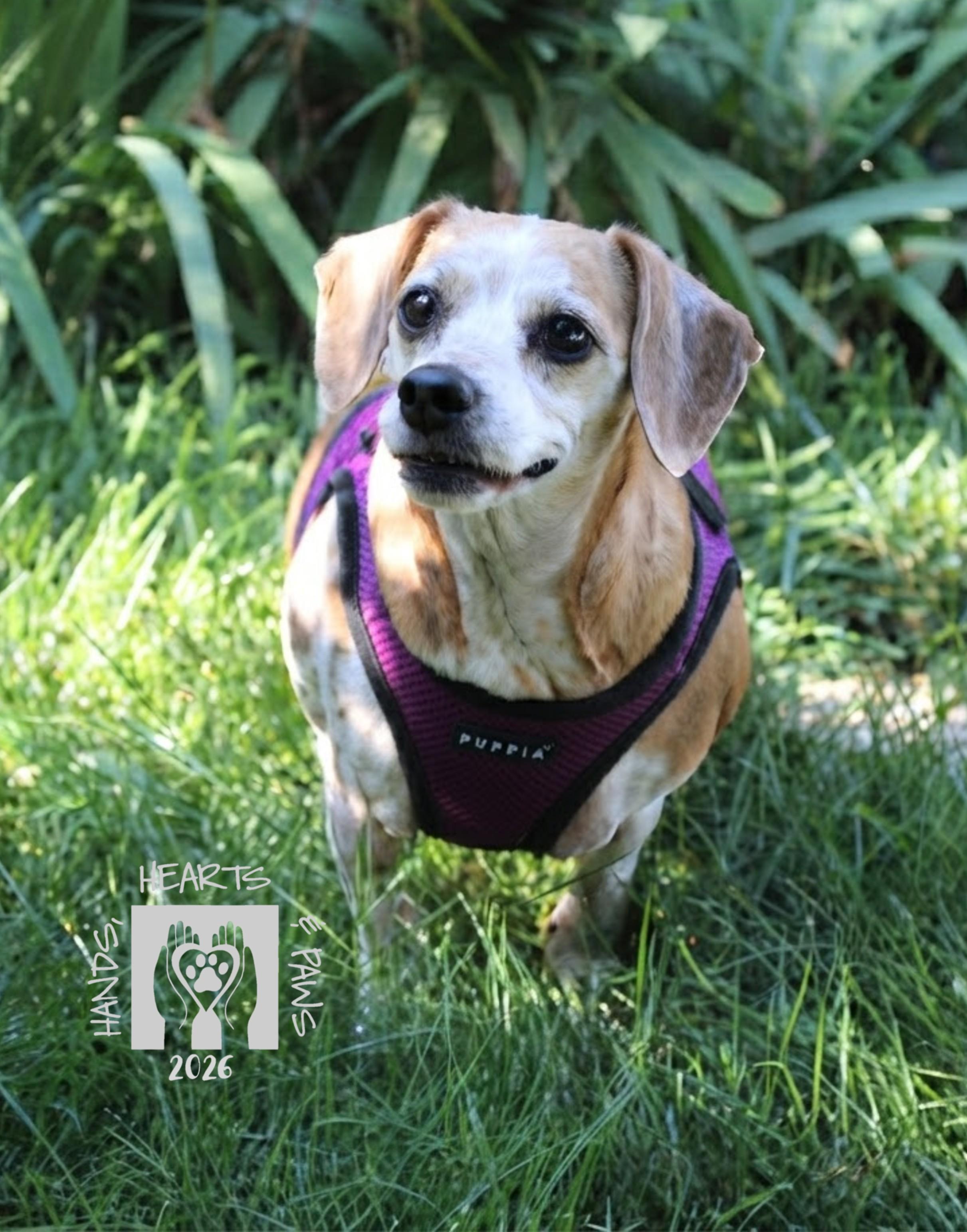 Enlarge May West, a ADOPTABLE mixed breed in Omaha, NE image 2/3