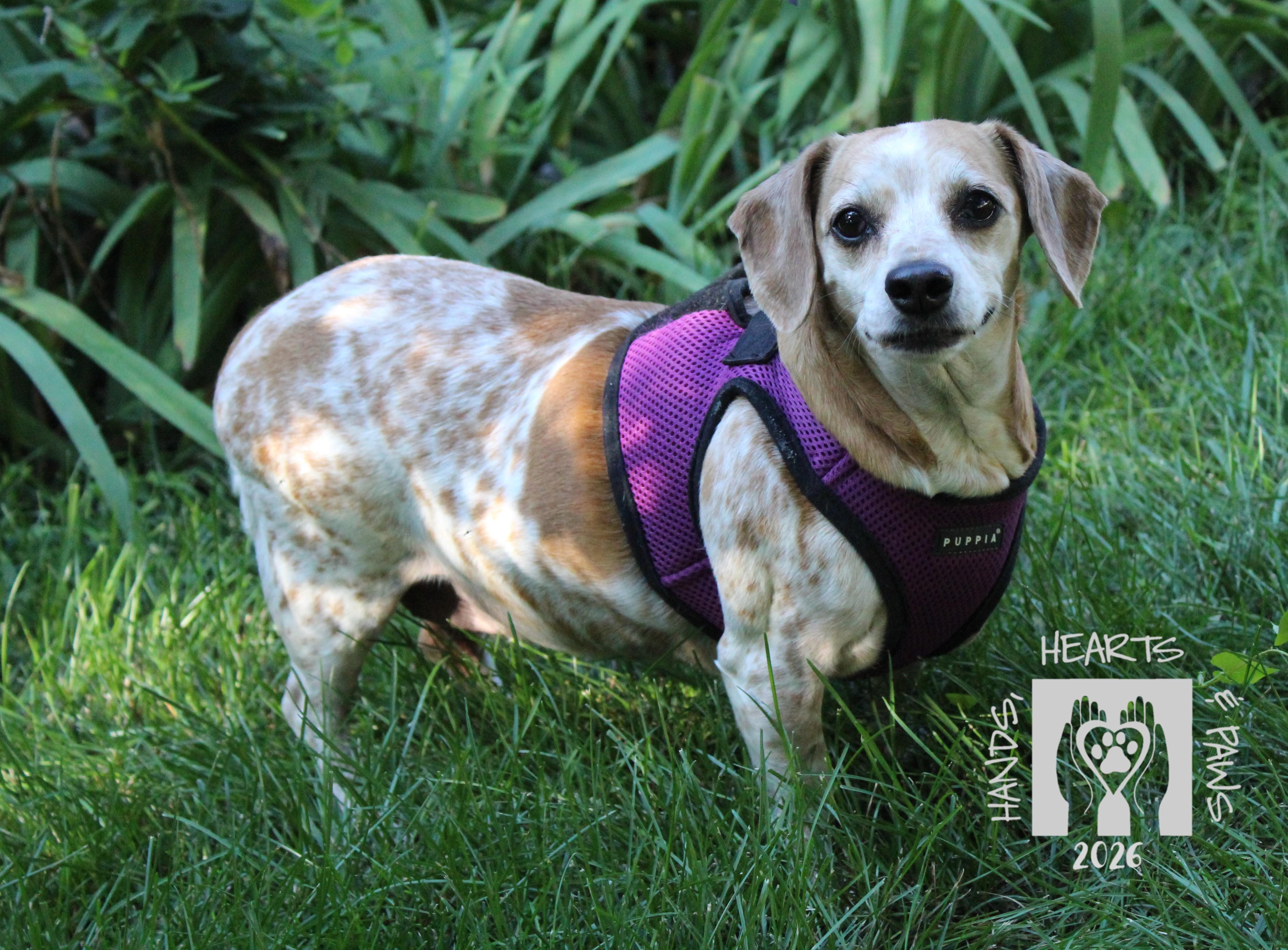 Enlarge May West, a ADOPTABLE mixed breed in Omaha, NE image 3/3