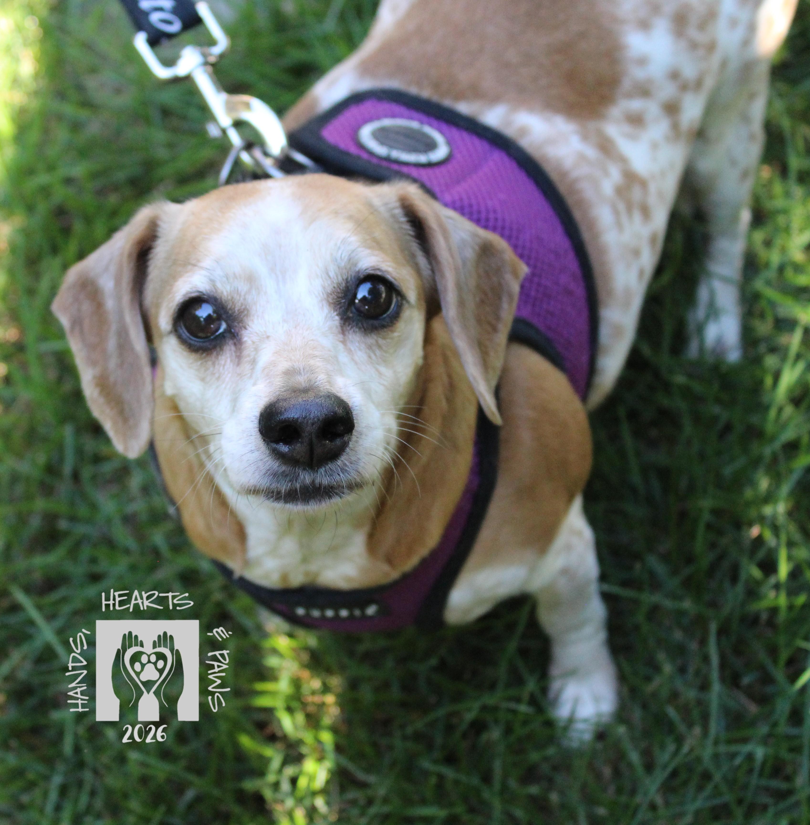 Enlarge May West, a ADOPTABLE mixed breed in Omaha, NE image 1/3