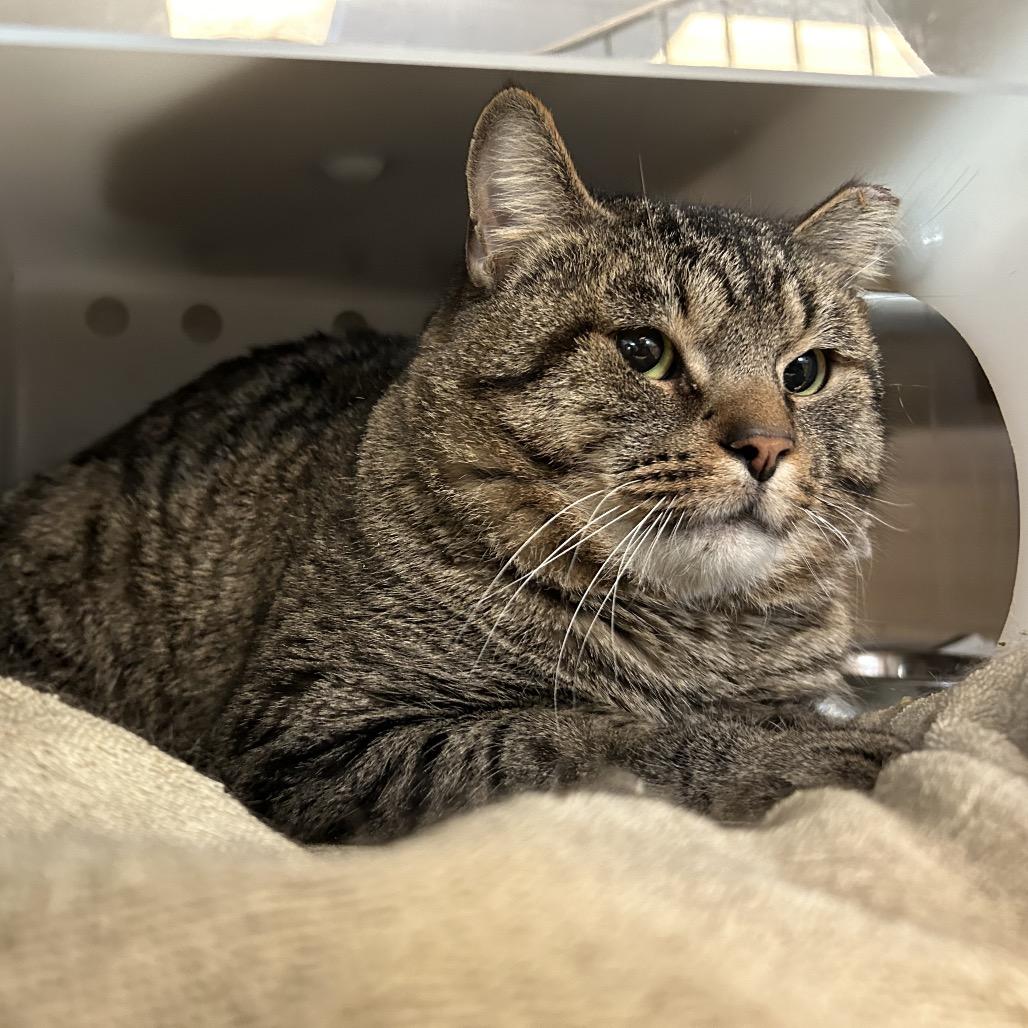 Enlarge Garamond, a Adoptable Domestic Short Hair in Bristol, IN image 1/2