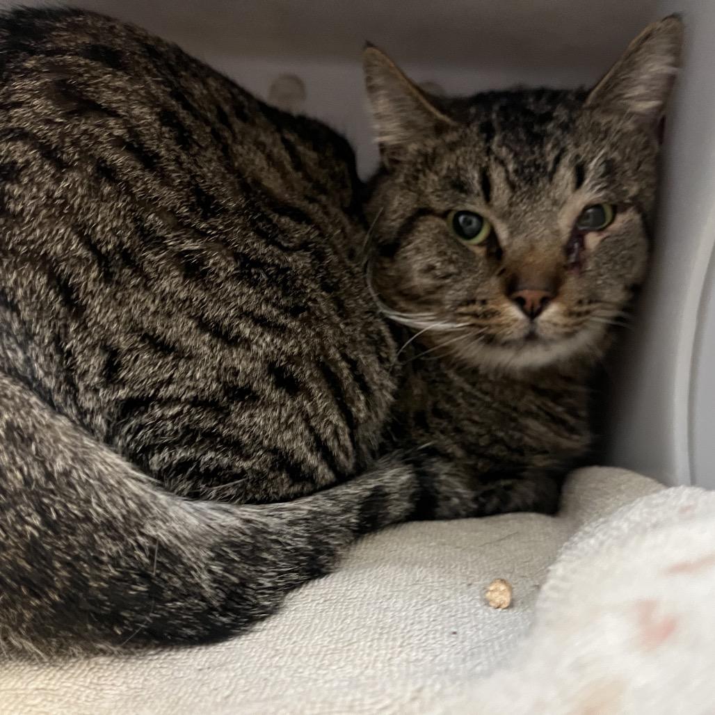 Enlarge Garamond, a Adoptable Domestic Short Hair in Bristol, IN image 2/2