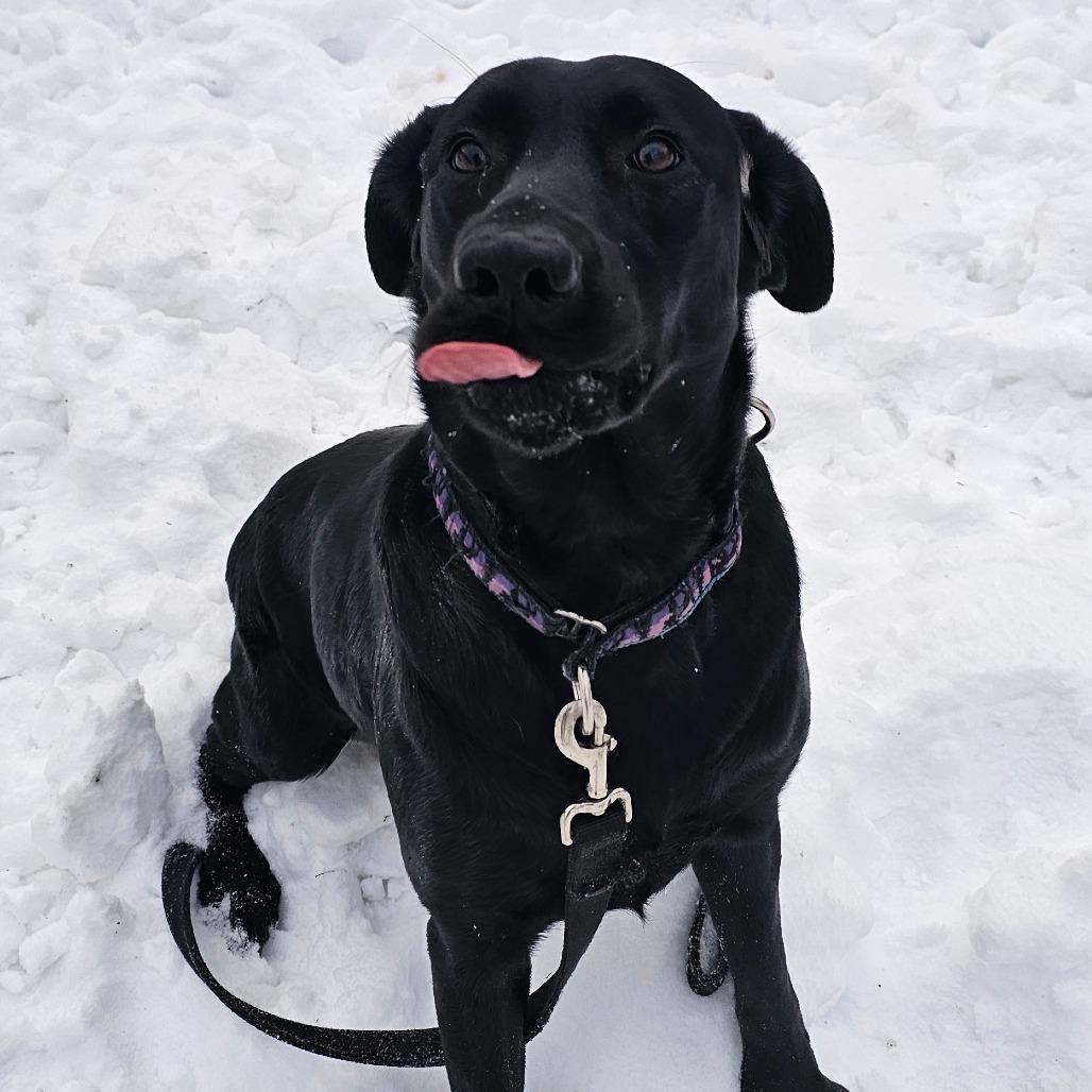 Shamrock thumbnail 4