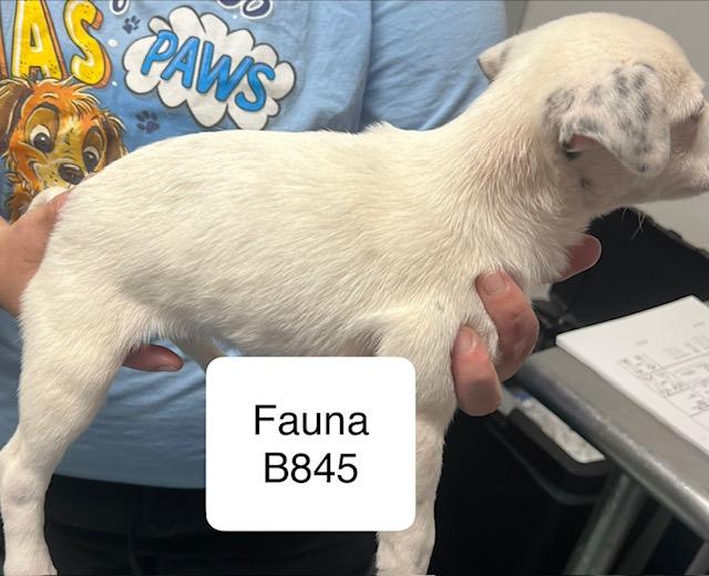 Fauna, Adoptable, Puppy Female Australian Cattle Dog / Blue Heeler & Terrier.