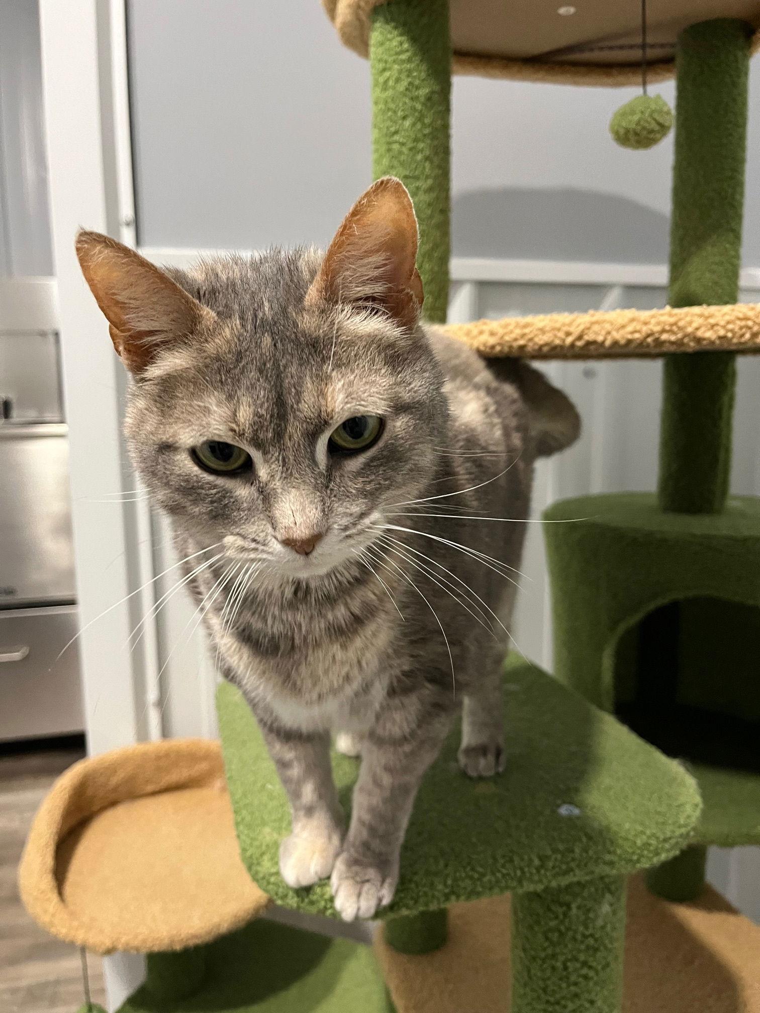 Susie, a Adoptable Domestic Short Hair in Newport, KY image 1/3