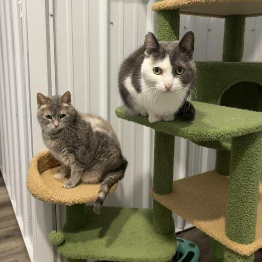 Susie, a Adoptable Domestic Short Hair in Newport, KY image 2/3