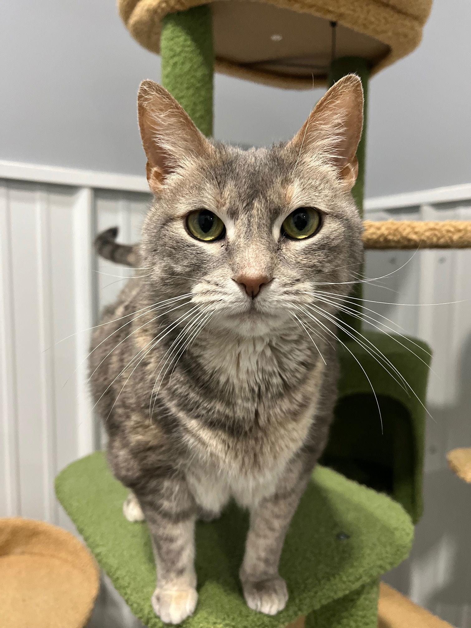 Susie, a Adoptable Domestic Short Hair in Newport, KY image 3/3