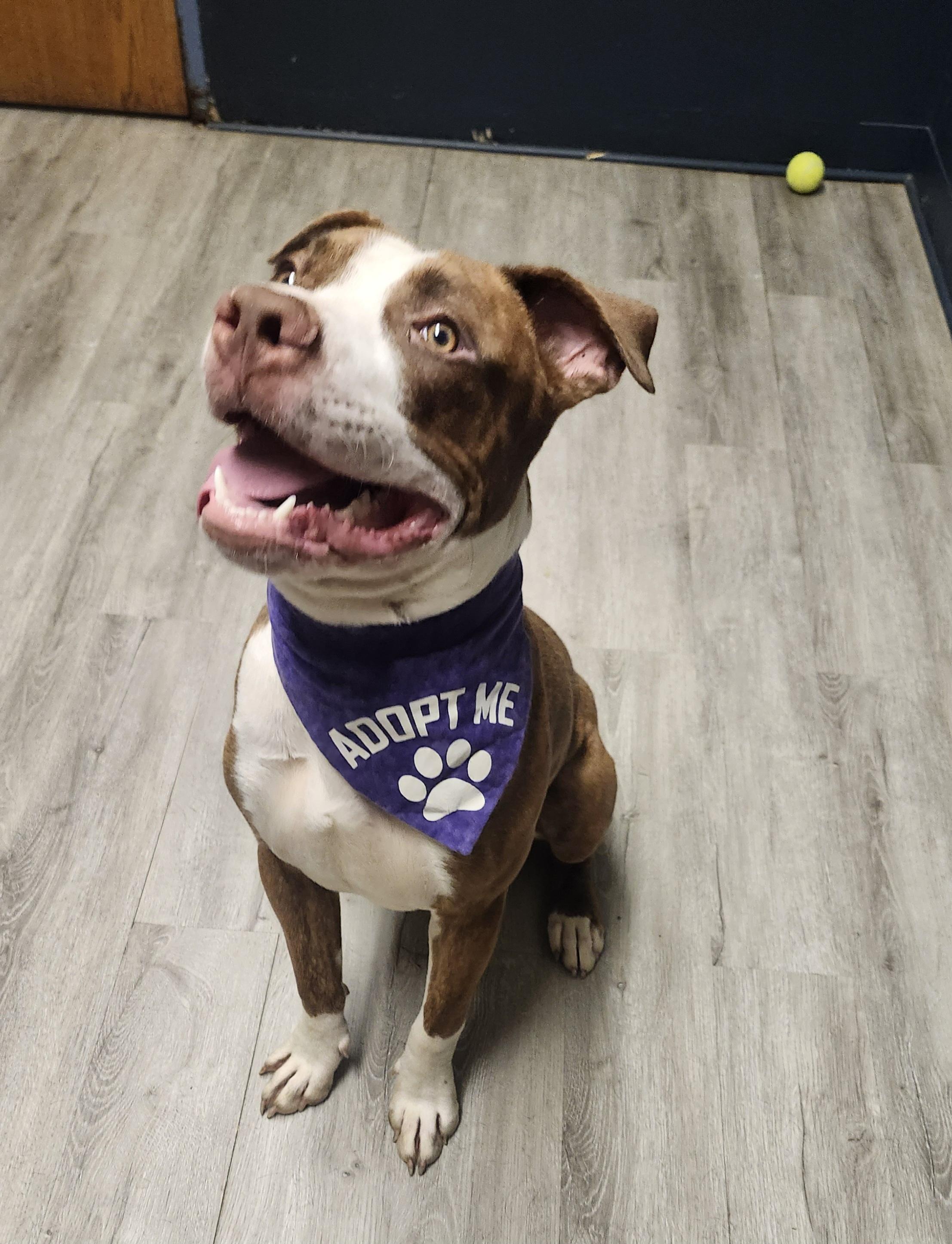 Dash, Adoptable, Young Male Pit Bull Terrier.