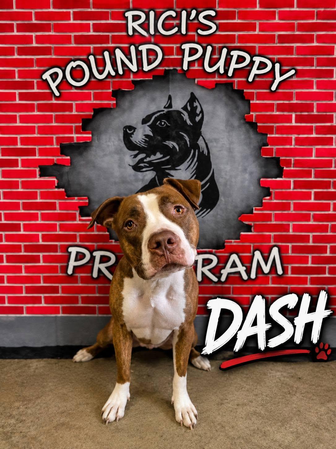 Dash (PRISON PROGRAM/REDUCED ADOPT FEE), a Adoptable mixed breed in Mansfield, OH image 1/5