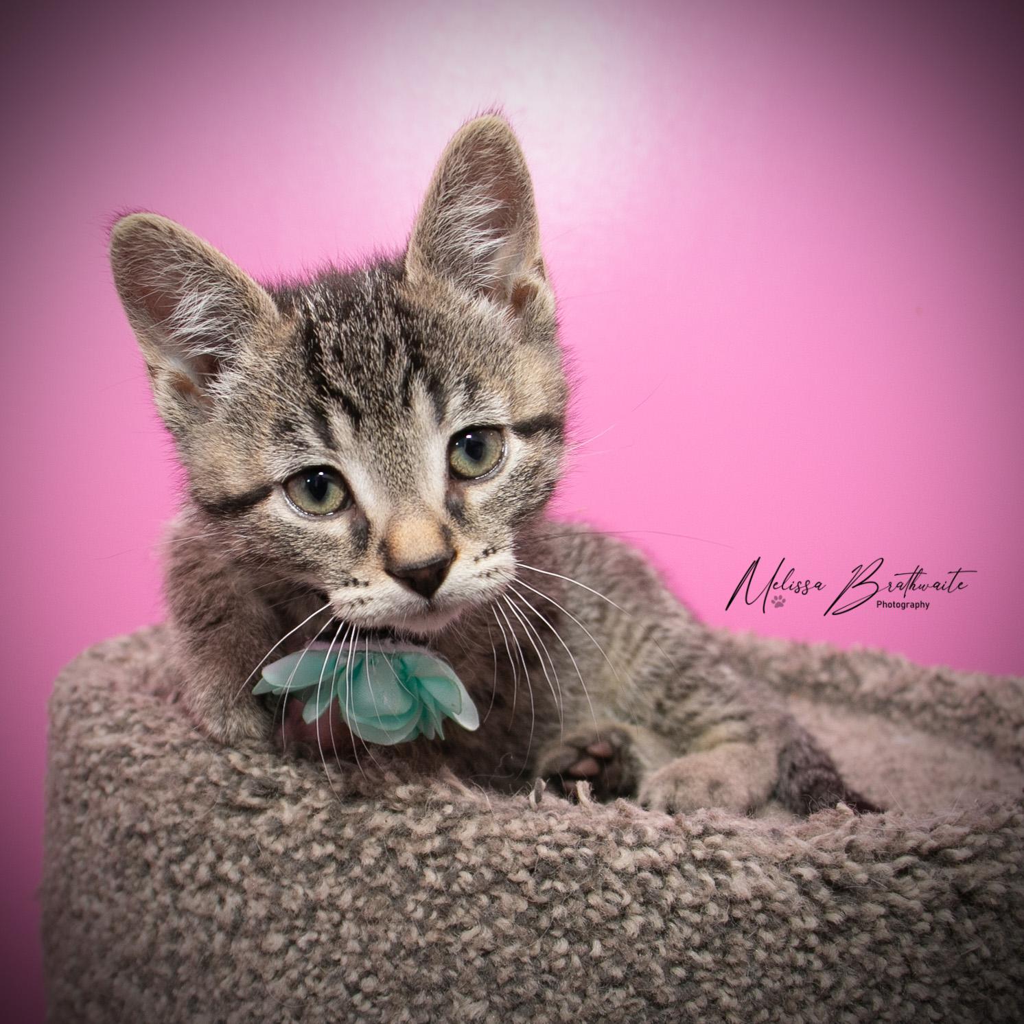 Enlarge Toffee, an adopted Tabby in Calgary, AB image 5/5