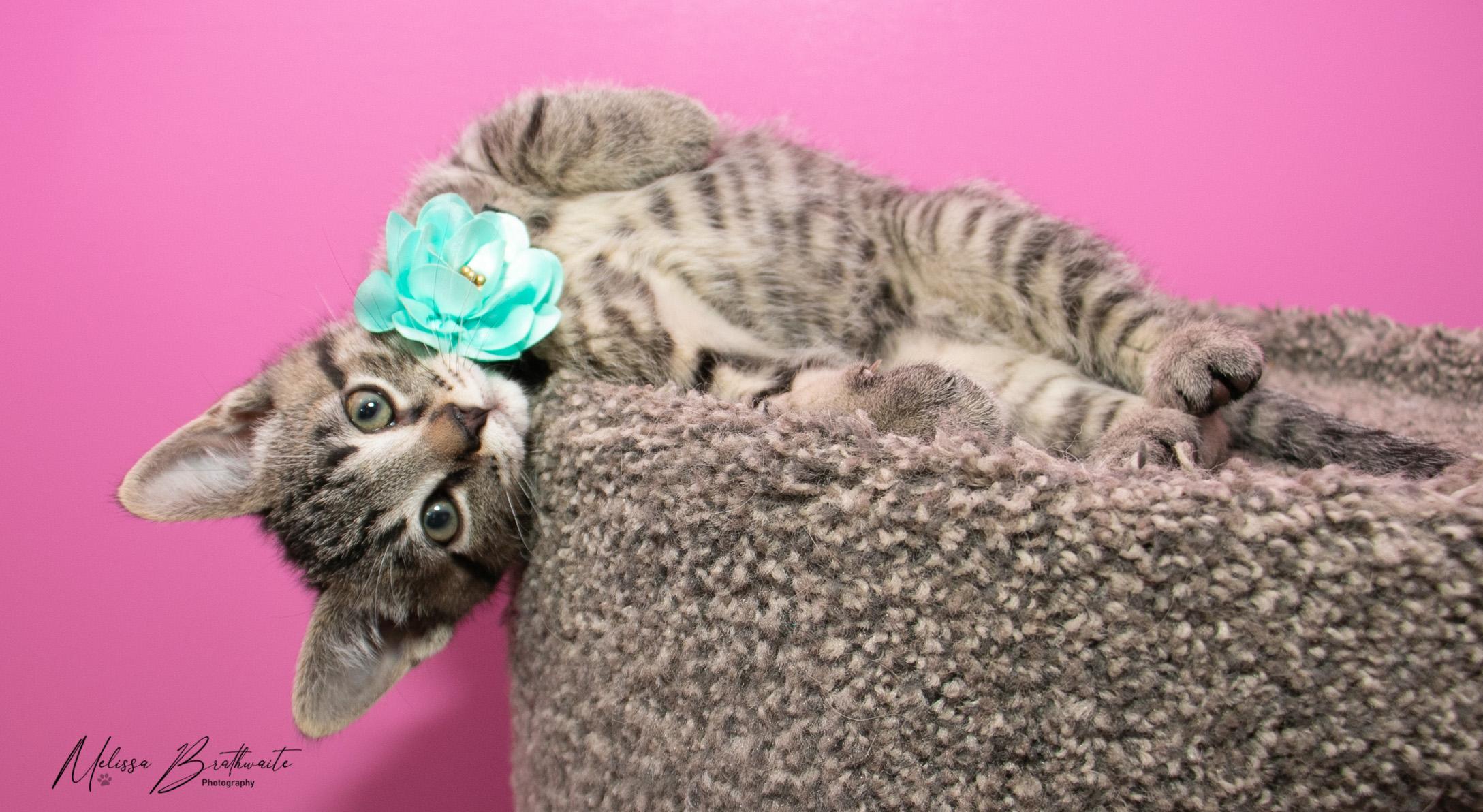 Enlarge Toffee, an adopted Tabby in Calgary, AB image 4/5