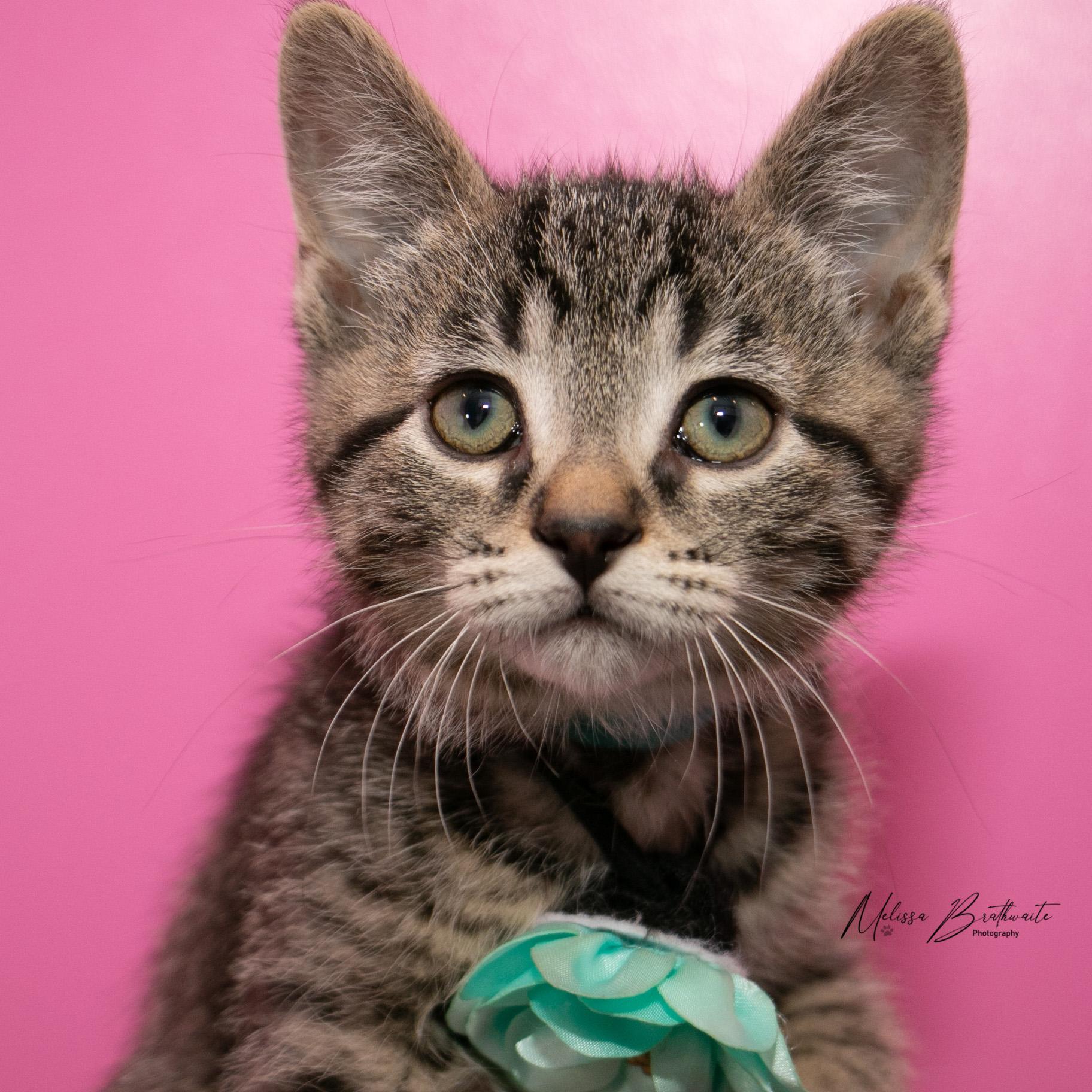 Enlarge Toffee, an adopted Tabby in Calgary, AB image 1/5