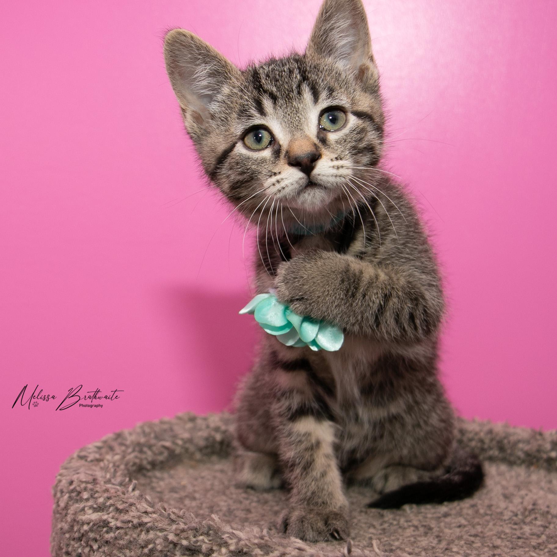Enlarge Toffee, an adopted Tabby in Calgary, AB image 2/5