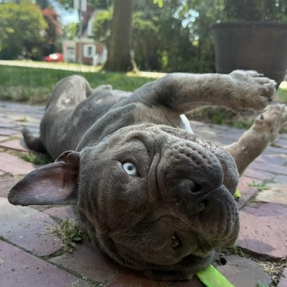Theo, an adopted mixed breed in Midlothian, VA image 3/5