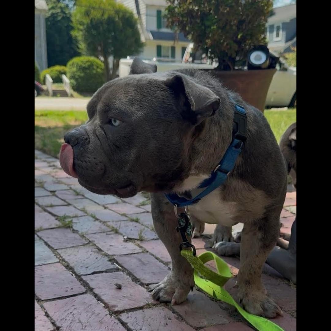 Theo, an adopted mixed breed in Midlothian, VA image 5/5