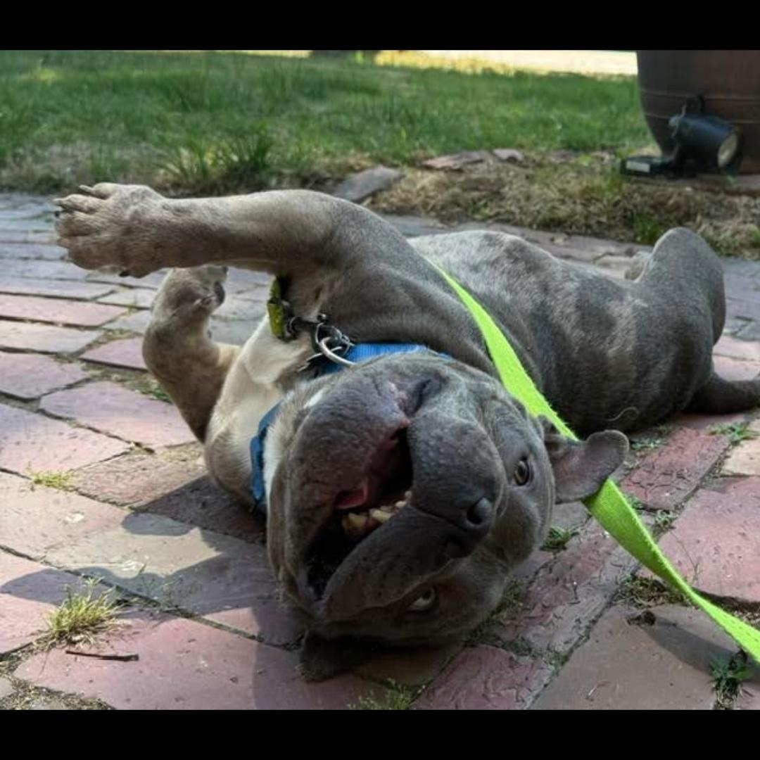 Theo, an adopted mixed breed in Midlothian, VA image 4/5