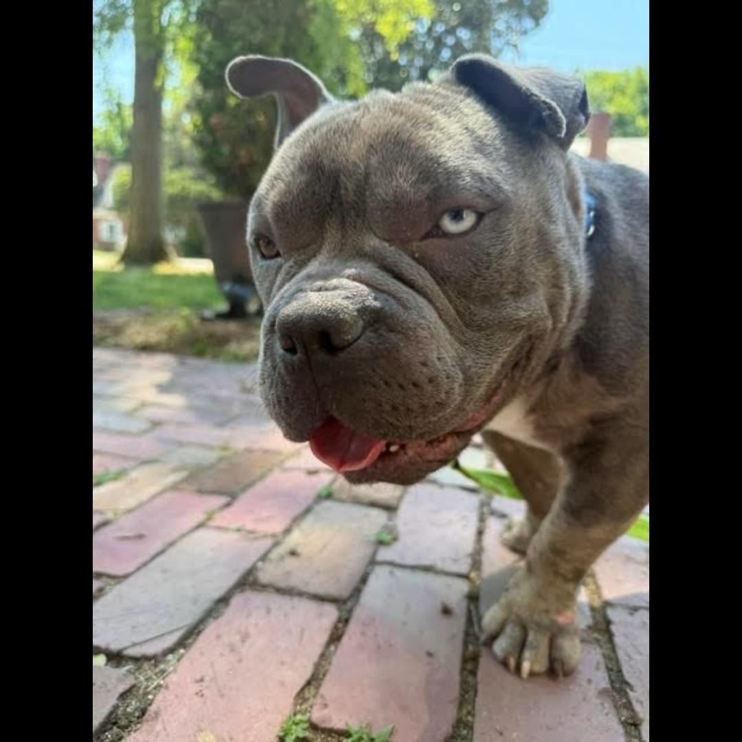Theo, an adopted mixed breed in Midlothian, VA image 2/5