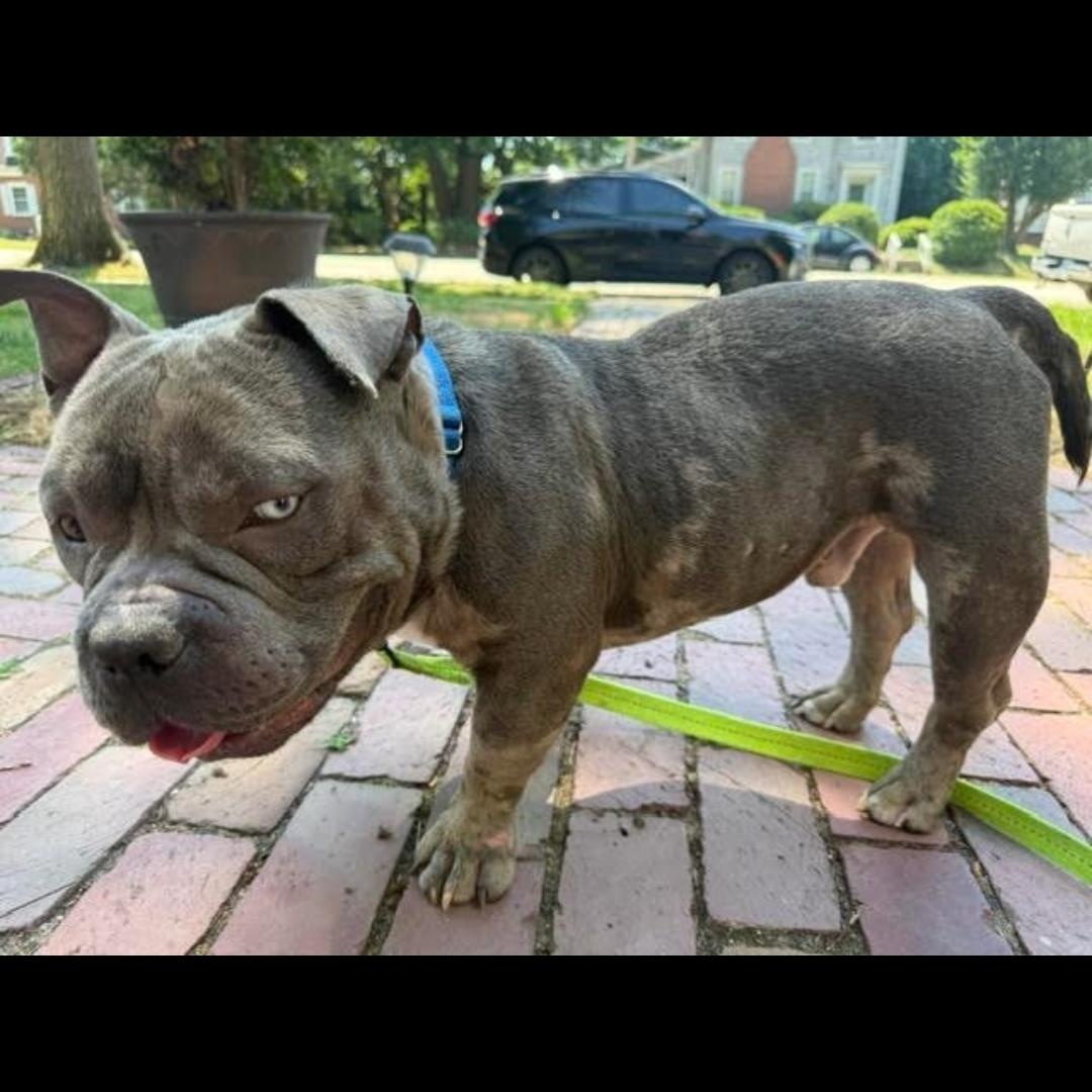 Theo, an adopted mixed breed in Midlothian, VA image 1/5