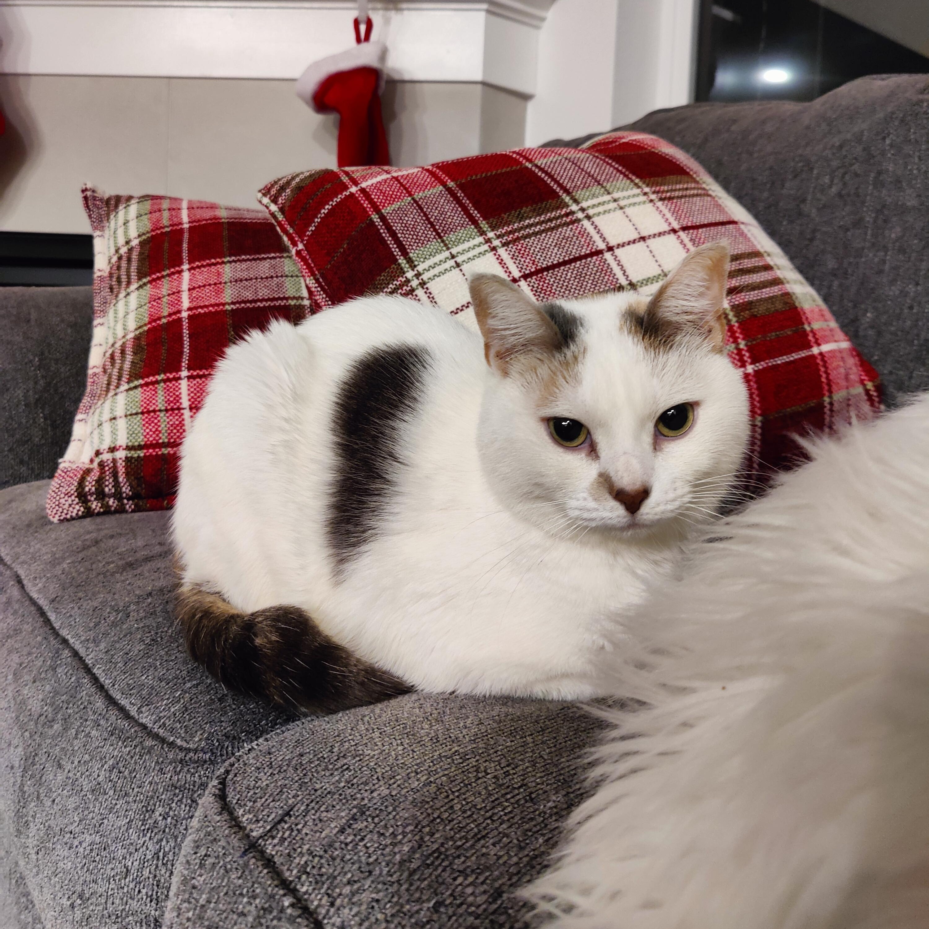 Angel Cake - Local in Oregon , adoptable, Adult Female Domestic Short Hair.