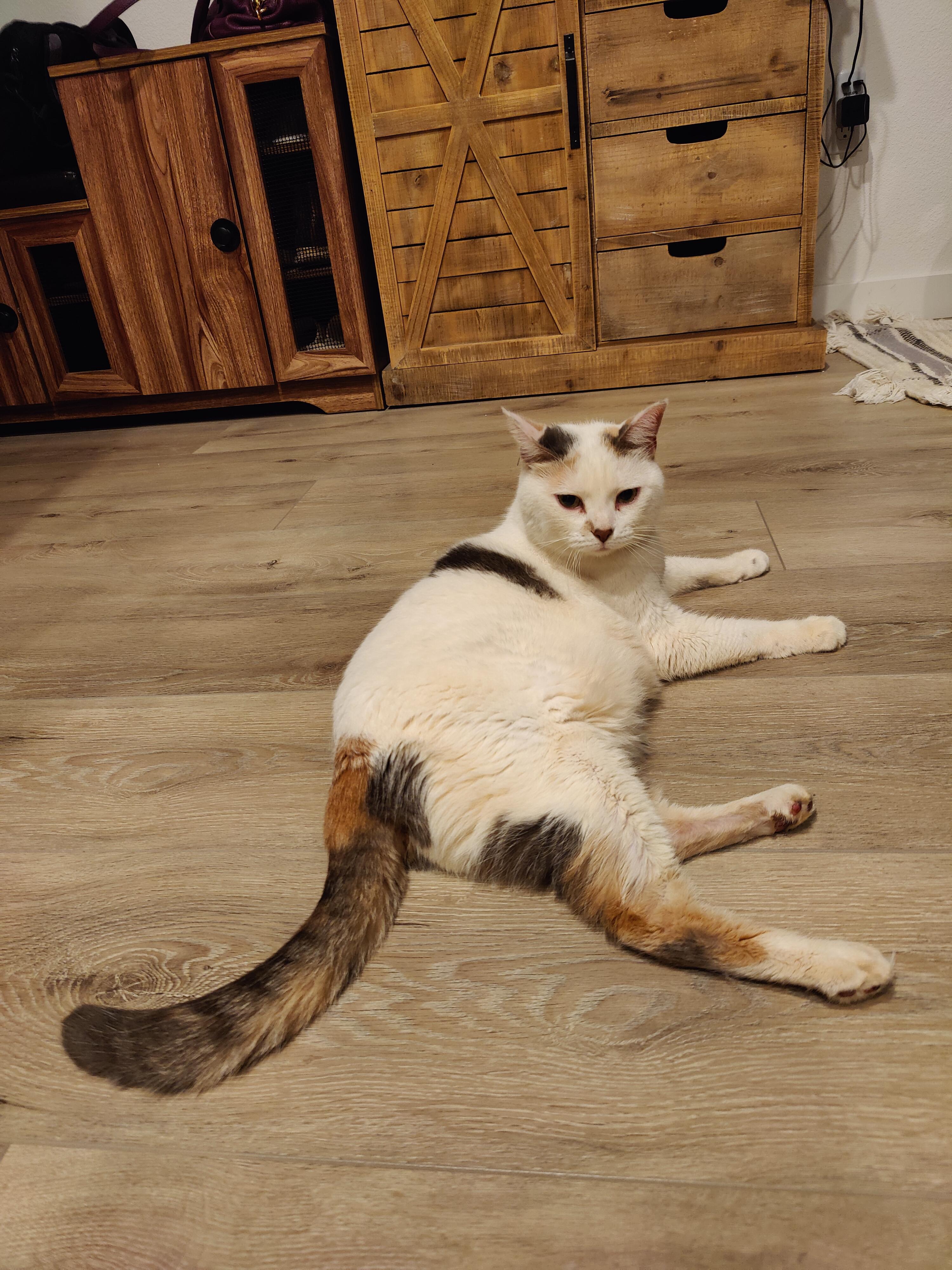 Enlarge Angel Cake - Local in Oregon , an adoptable mixed breed in Beaverton , OR image 6/6