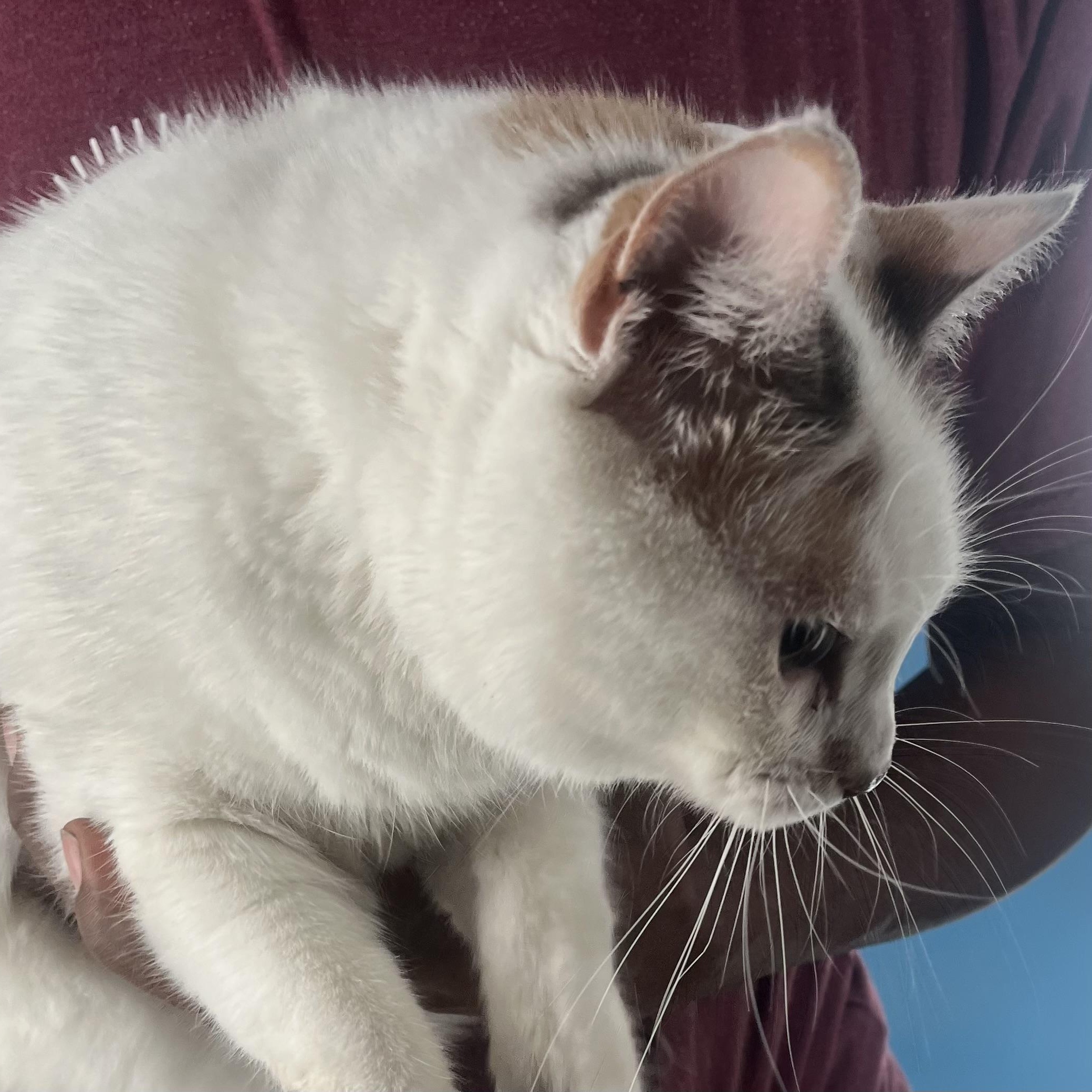 Angel Cake  Local thumbnail 3