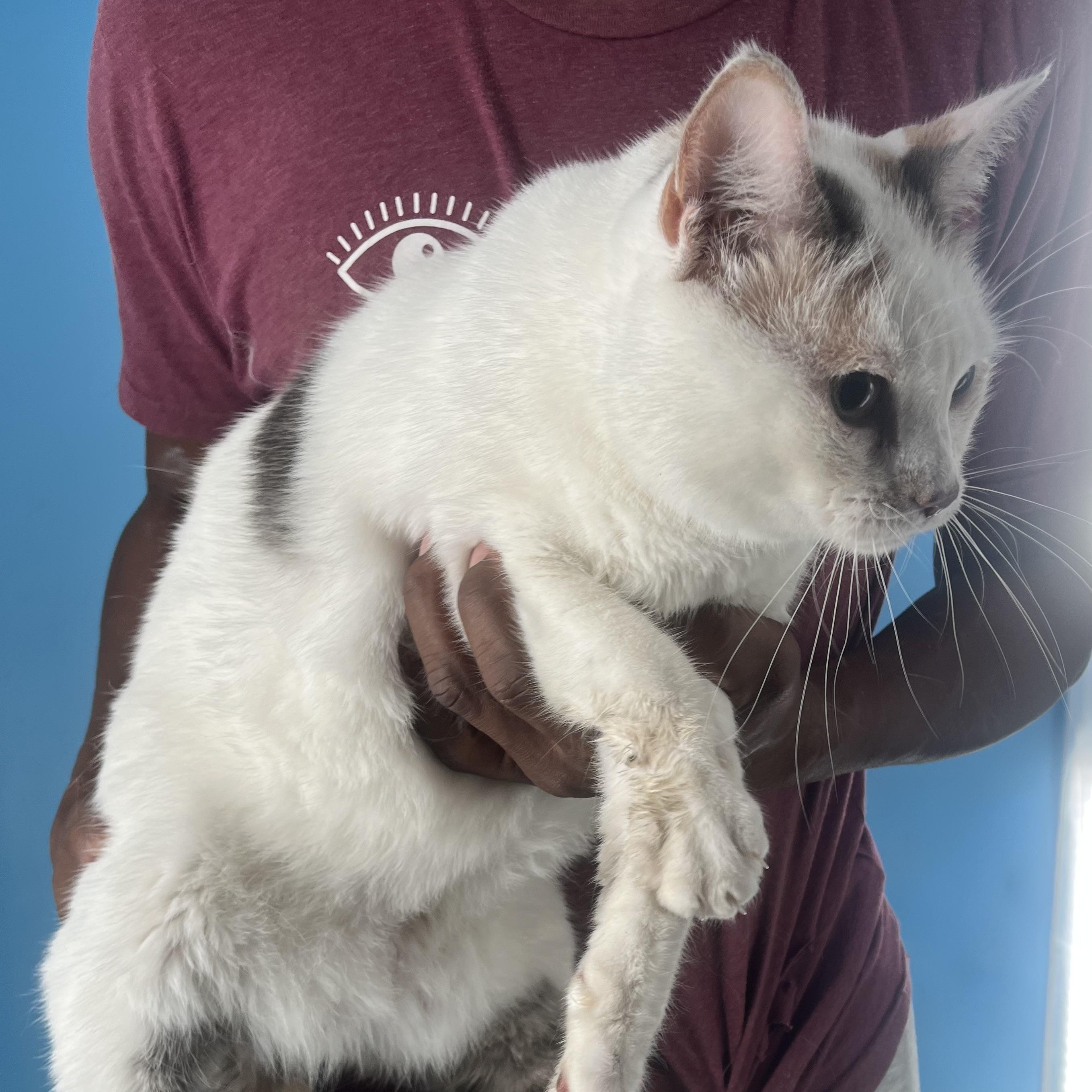 Angel Cake  Local thumbnail 2